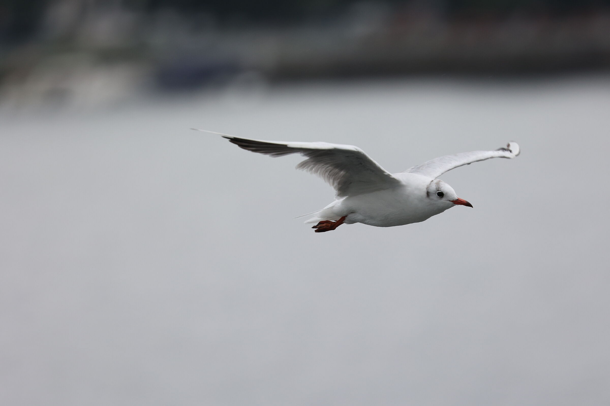 Seagull 2 (R6 test)