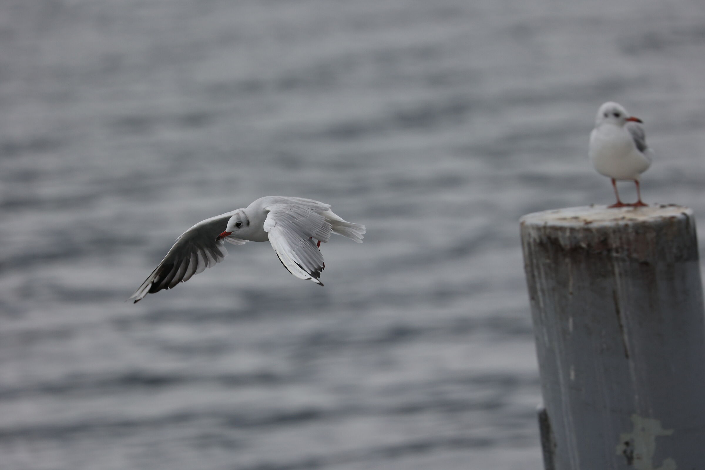 Seagull 6 (R6 test)