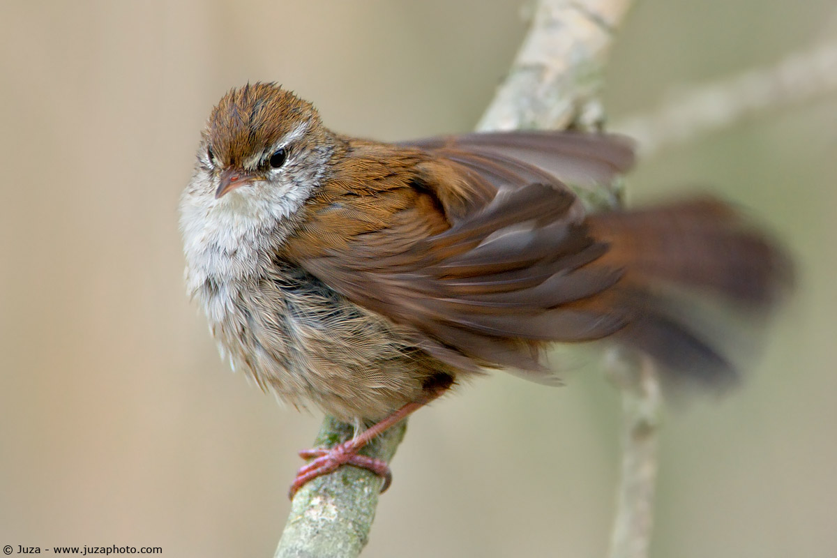 Cettia cetti (Usignolo Di Fiume), 005182