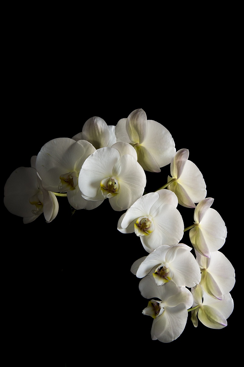 Orchidea...