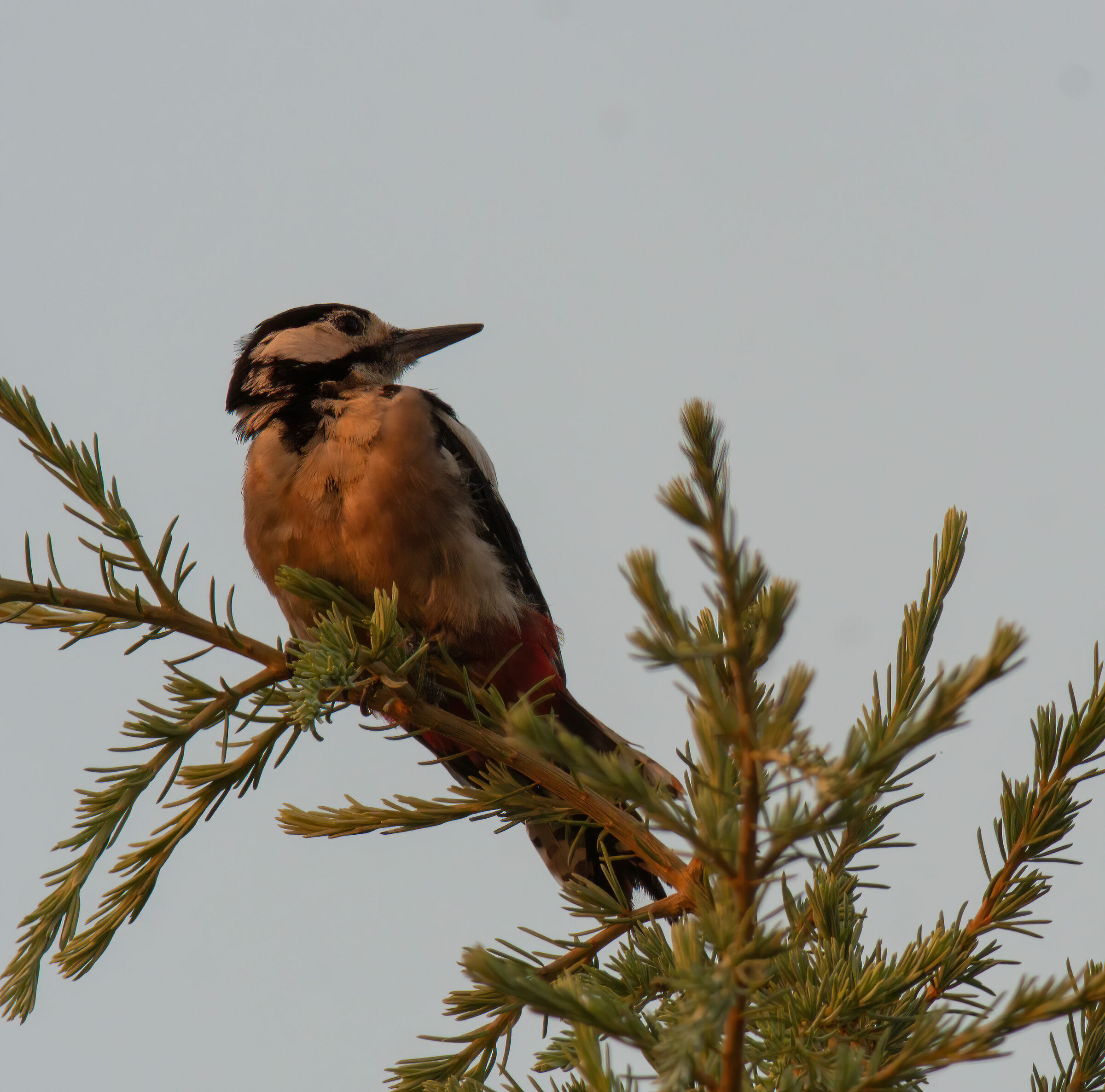 Picchio rosso maggiore