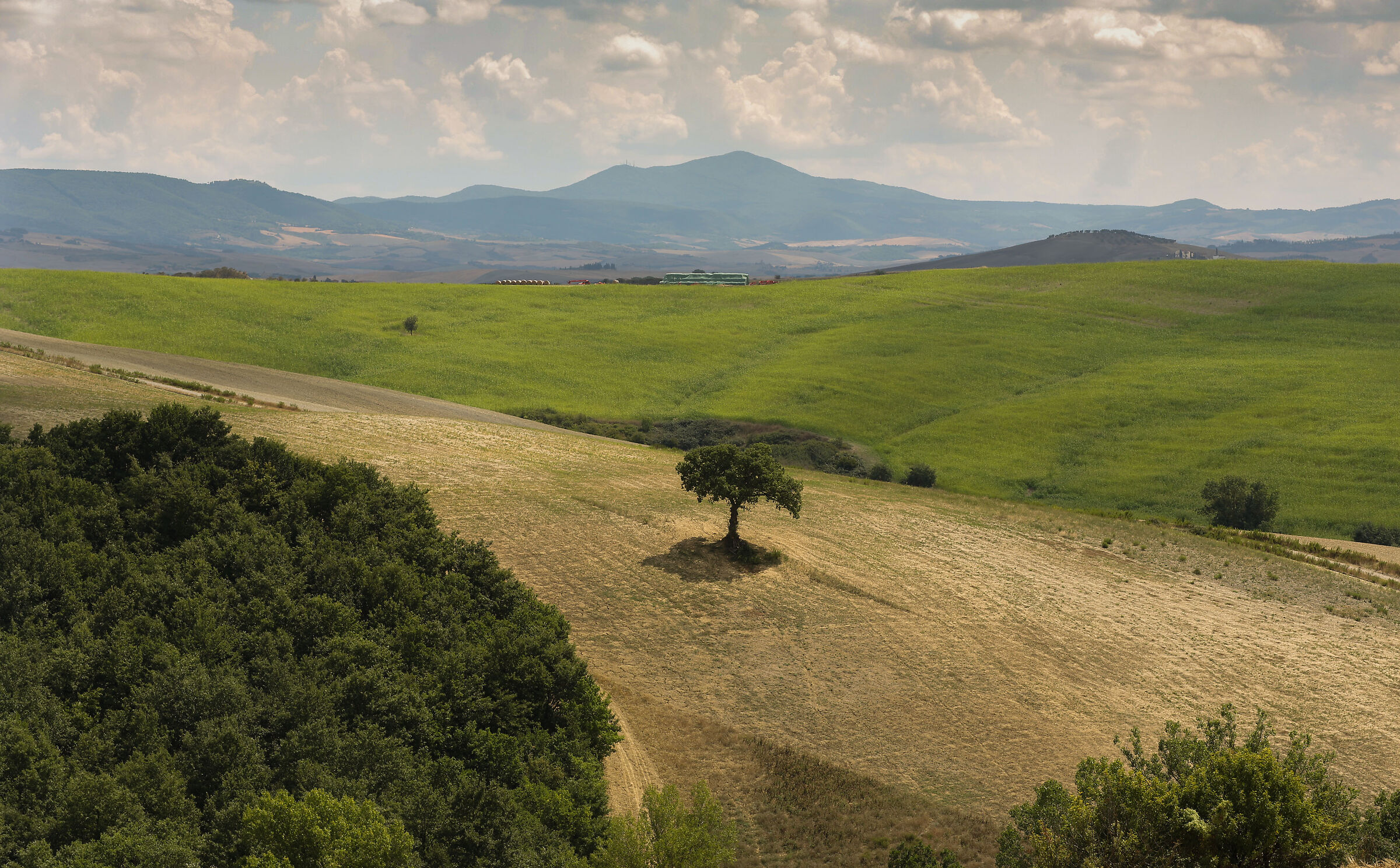 solitario nel colore