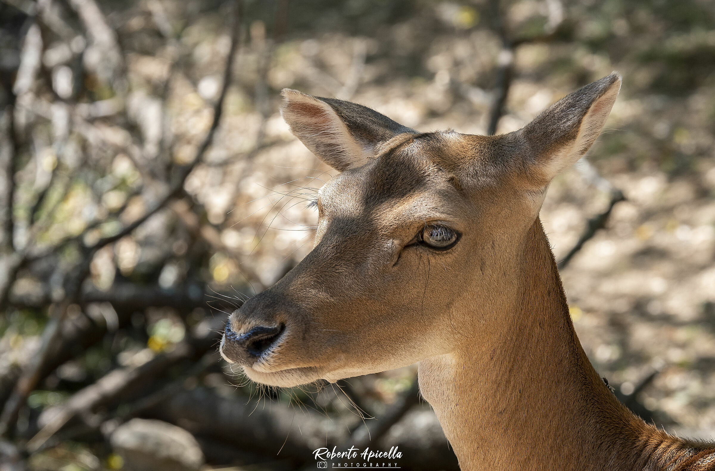 ritratto daino