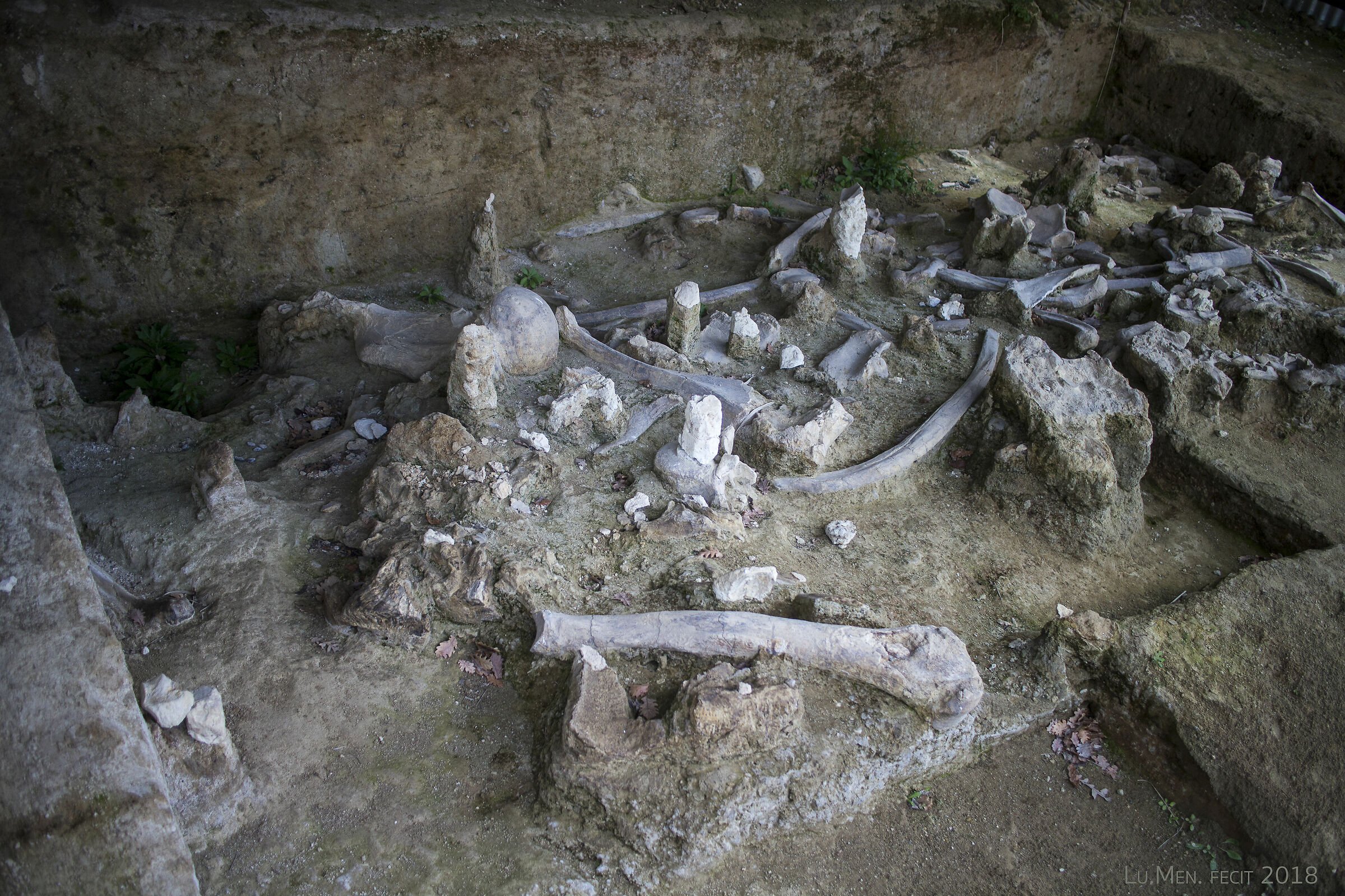 Remains of Elephas antiquus