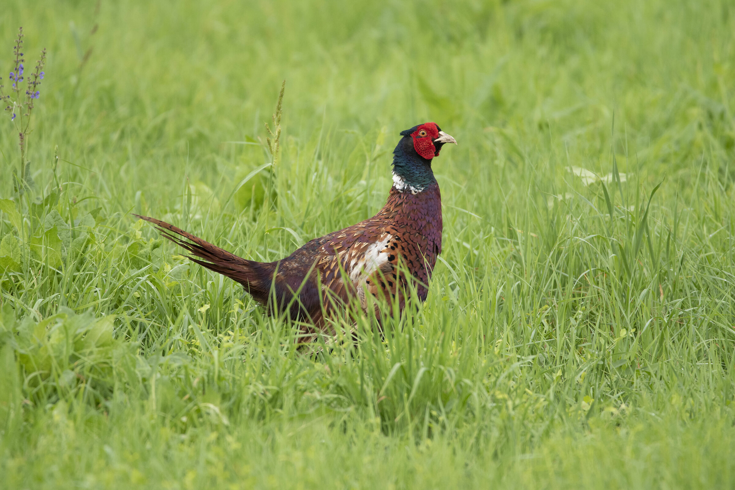 Why are you staring at me?