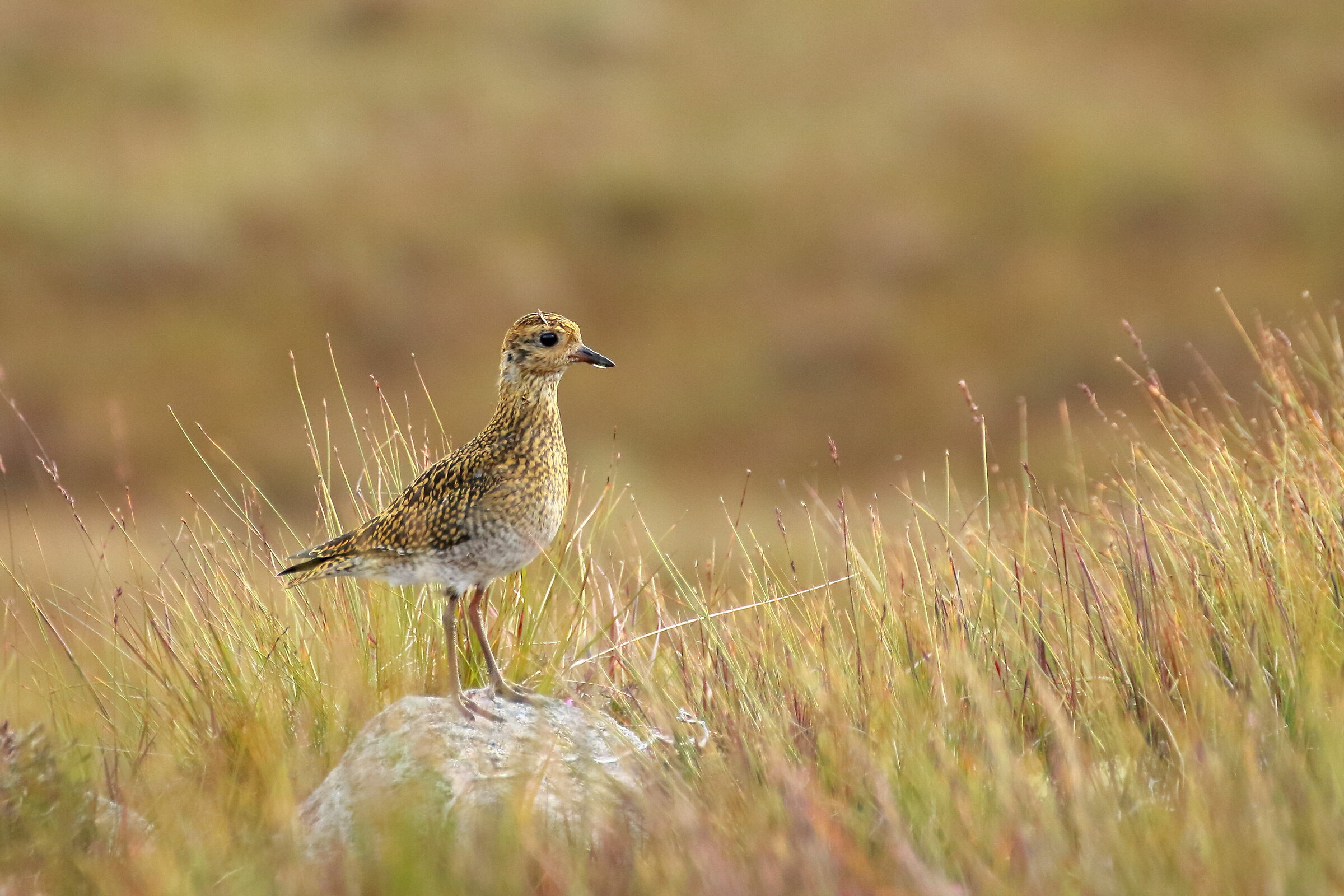 Incontri nella brughiera