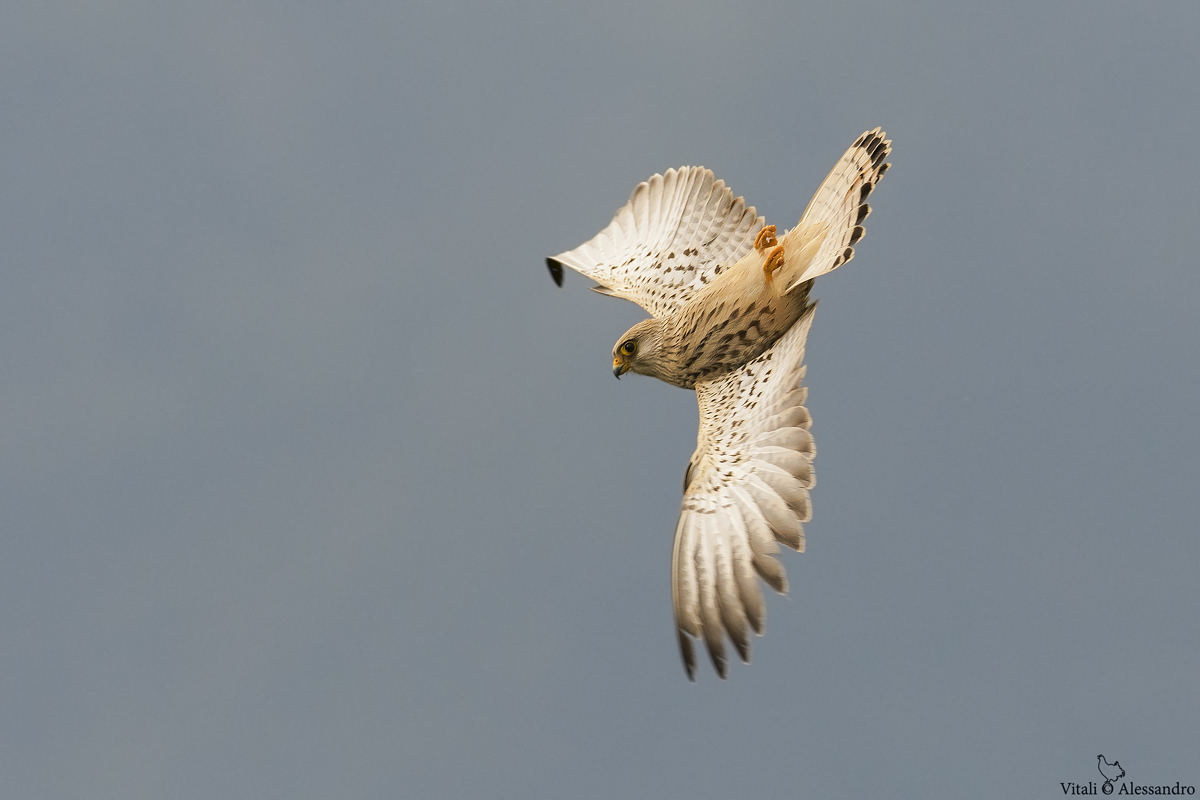 La virata del Gheppio