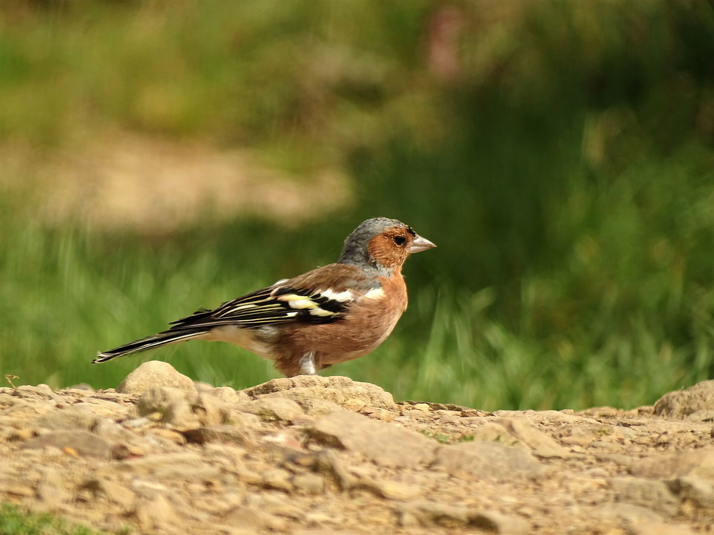 Chaffinch