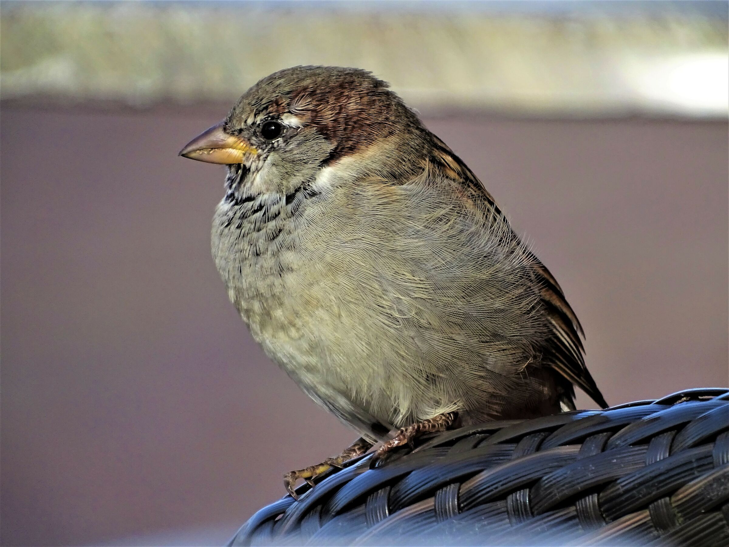 Common sparrow
