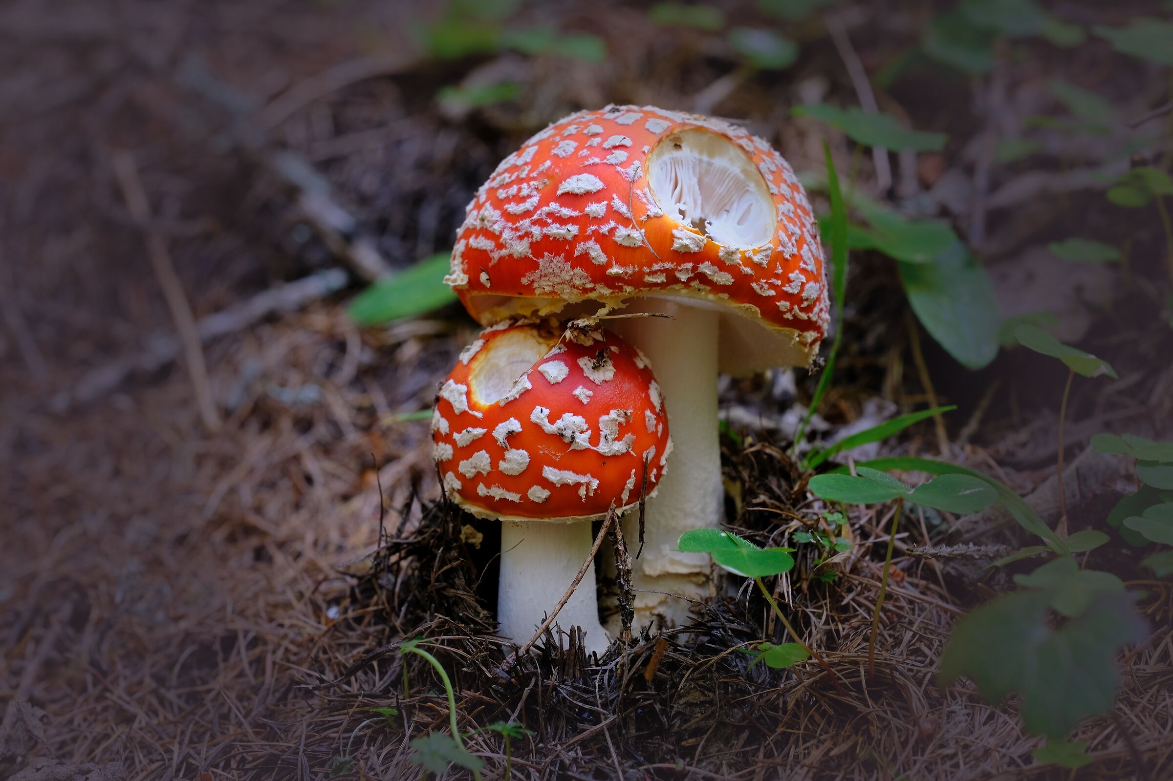 Amanita Muscaria