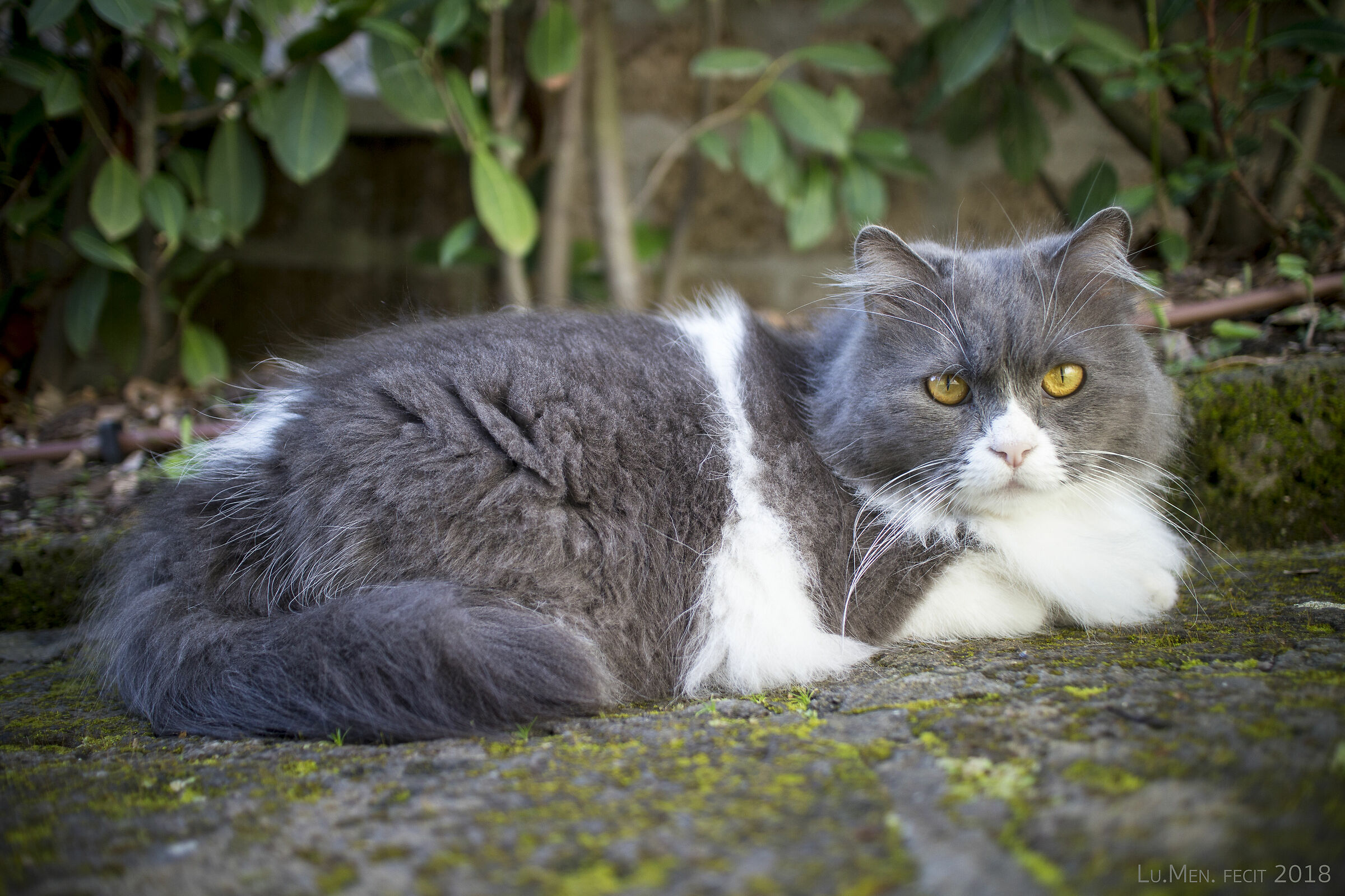 Eunuco dorato di Dubai