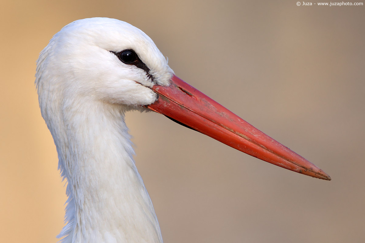 Ciconia ciconia (Cicogna), 004704