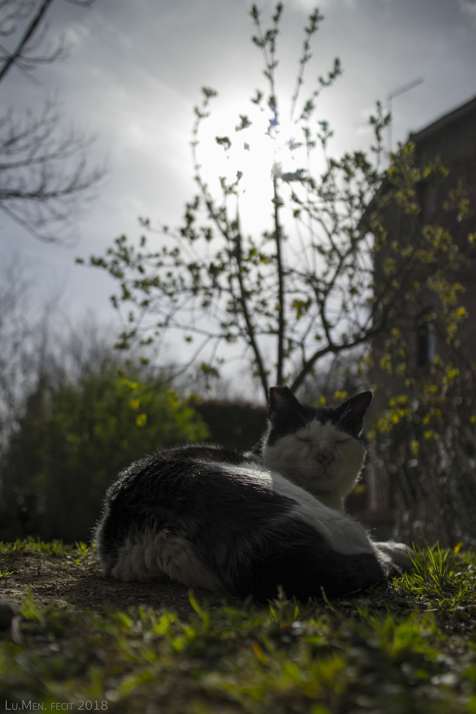 L'ora dello sciacallo