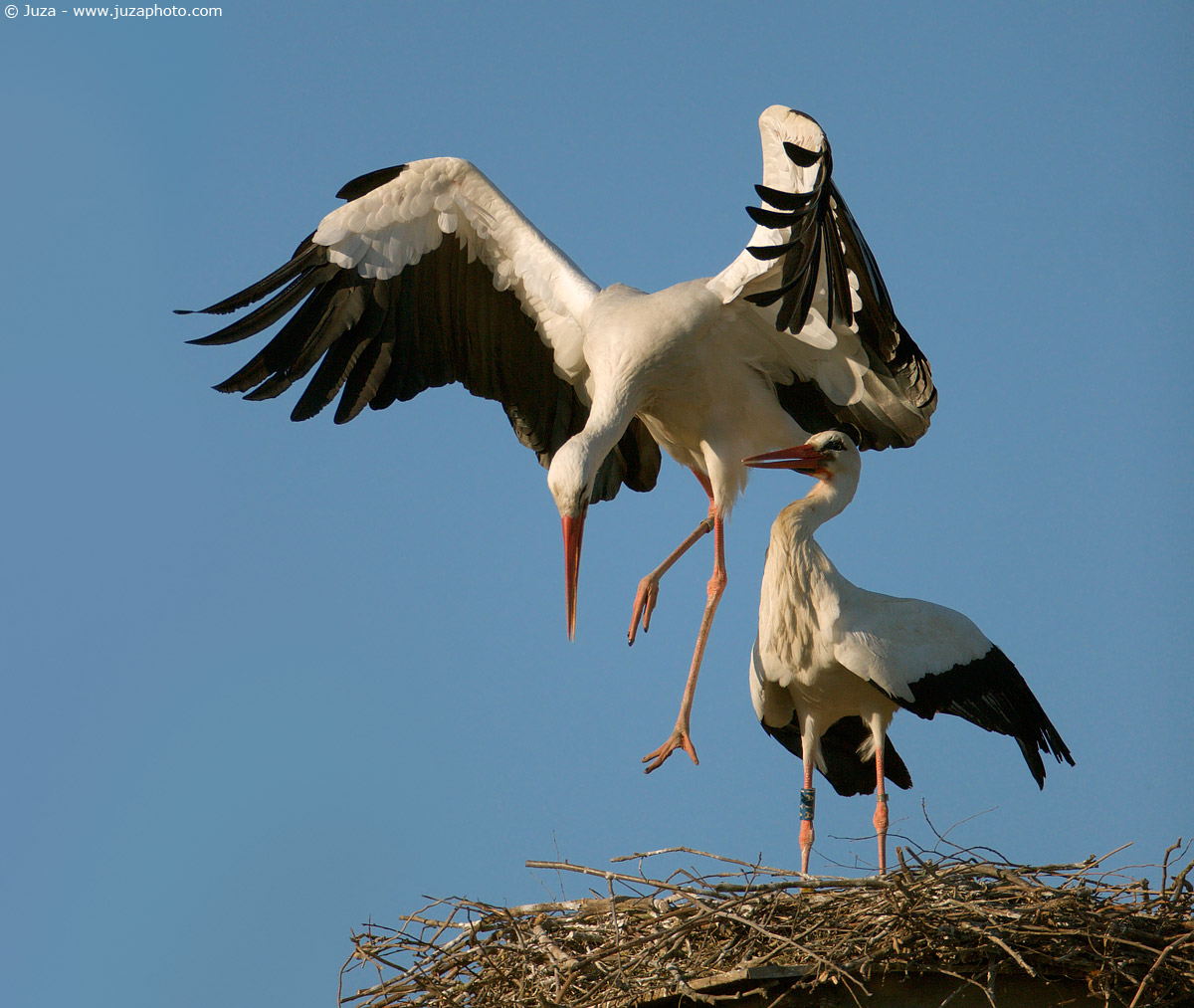 Ciconia ciconia (Cicogna), 005108
