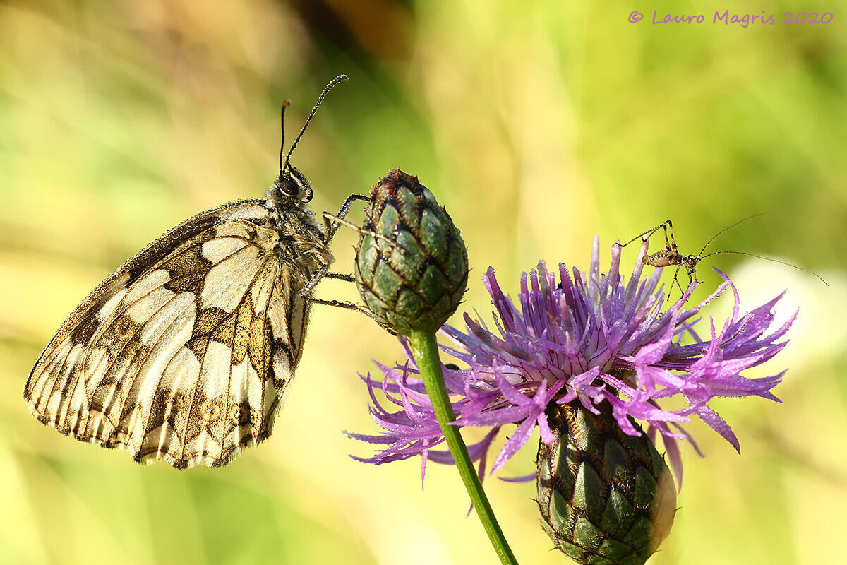 Melanargia in company