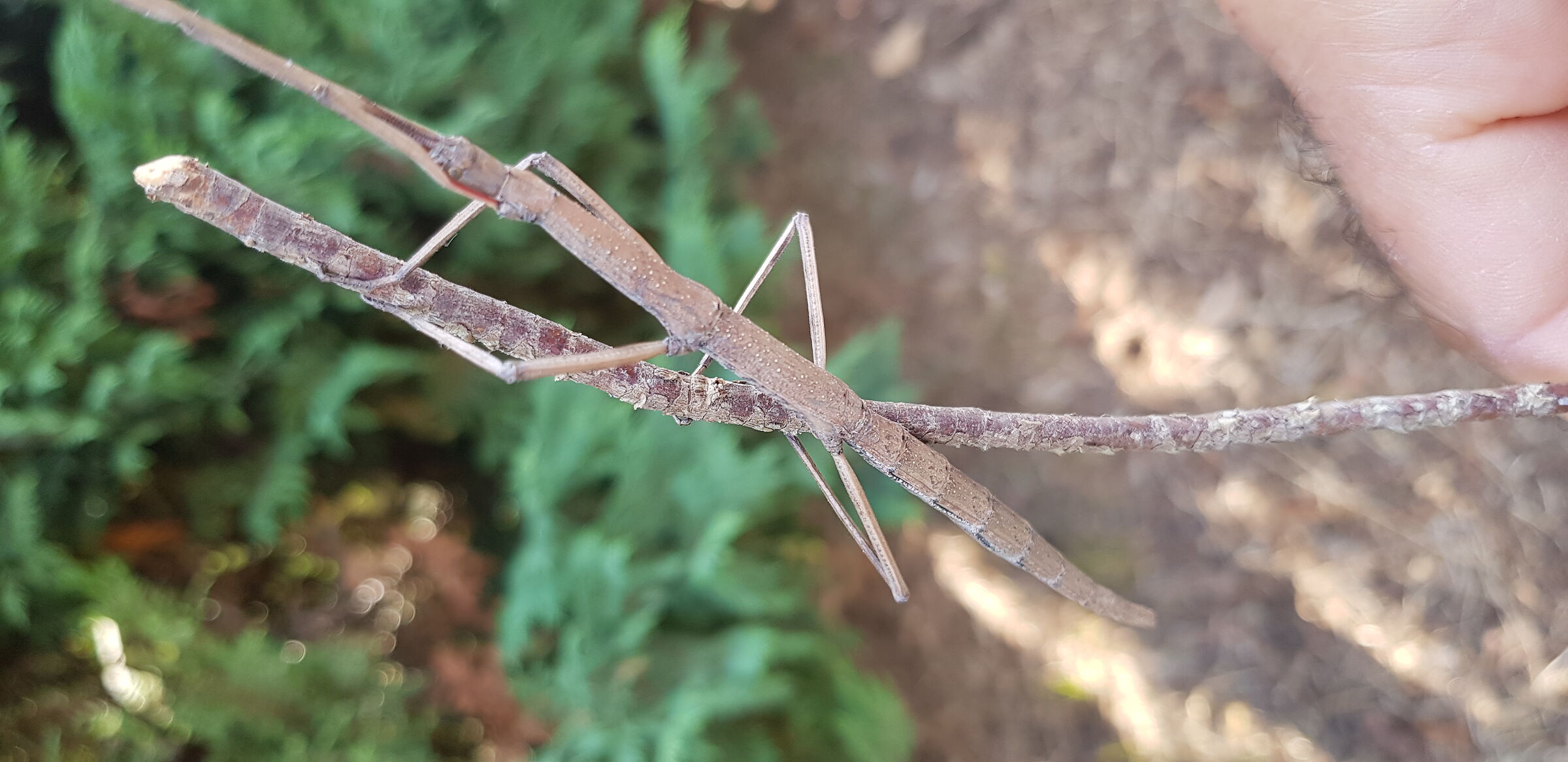 Bacillus rossius Rossi - Italian stick insect