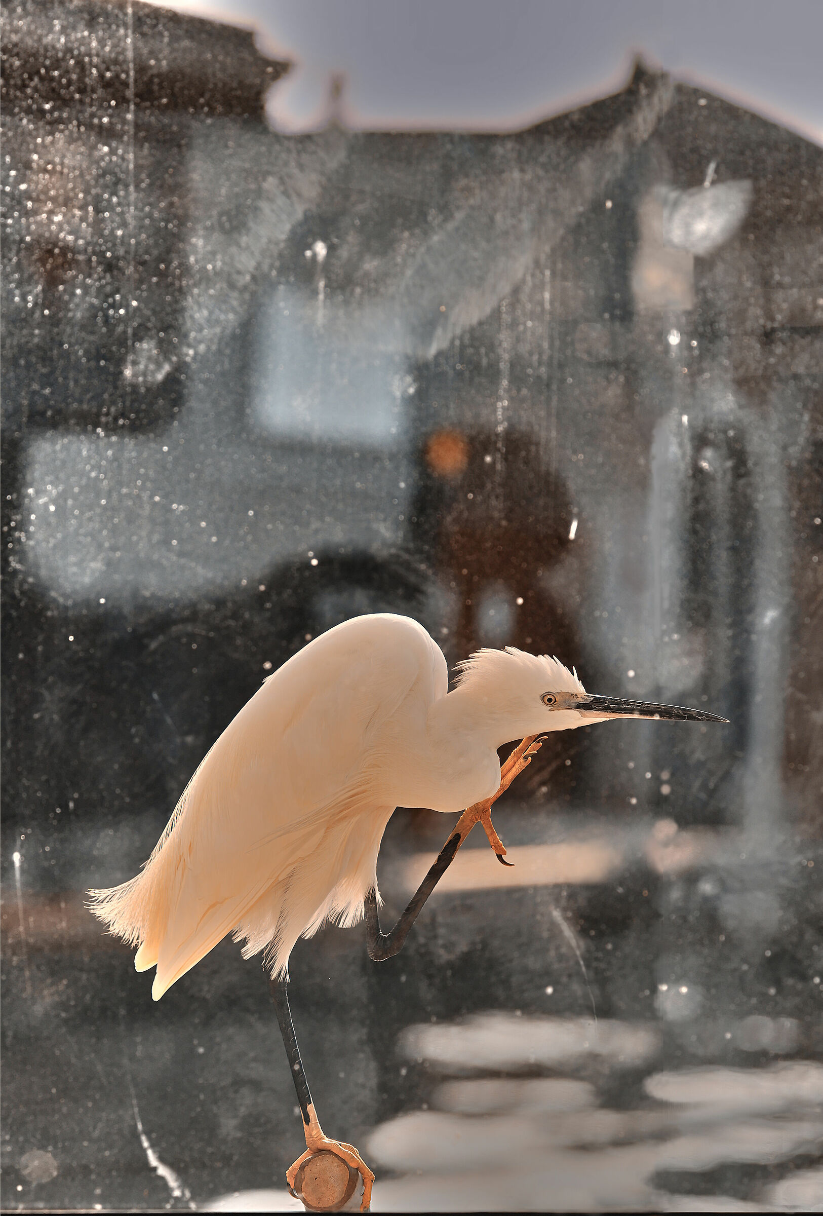 Garzetta lagunare dietro al vetro_5