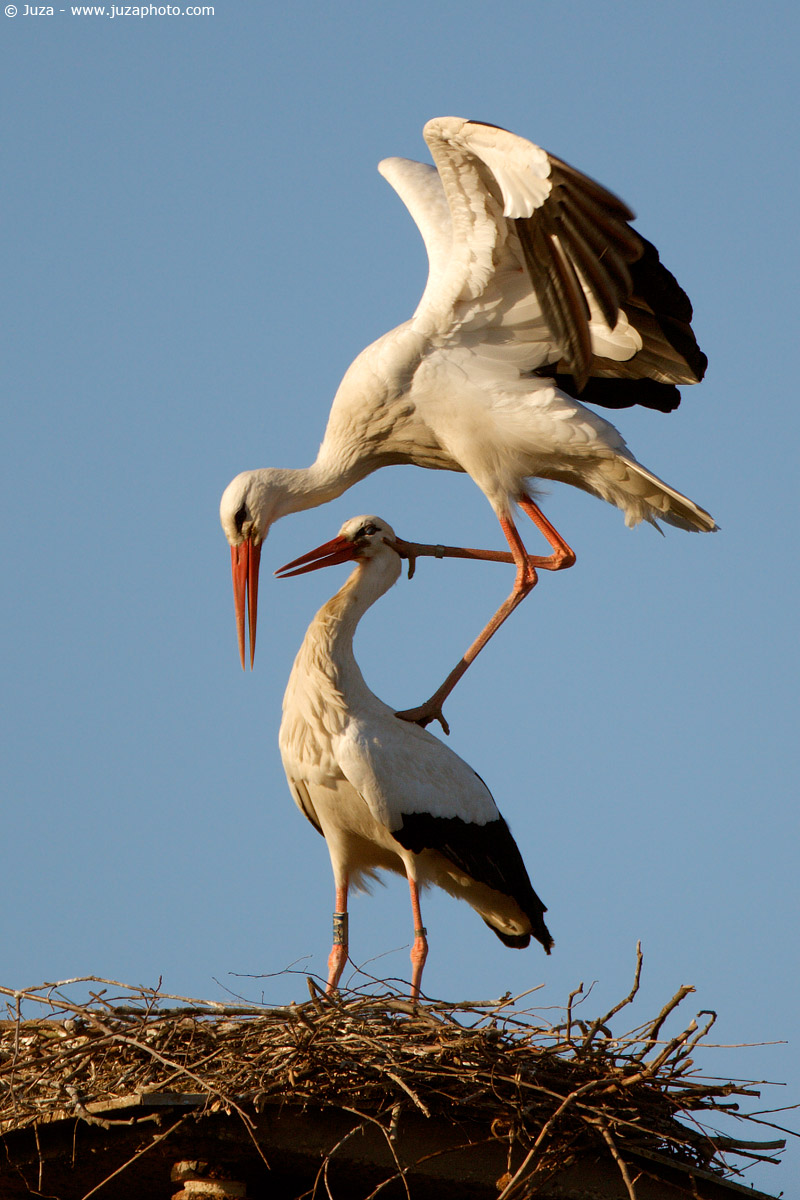 Ciconia ciconia (Cicogna), 005109