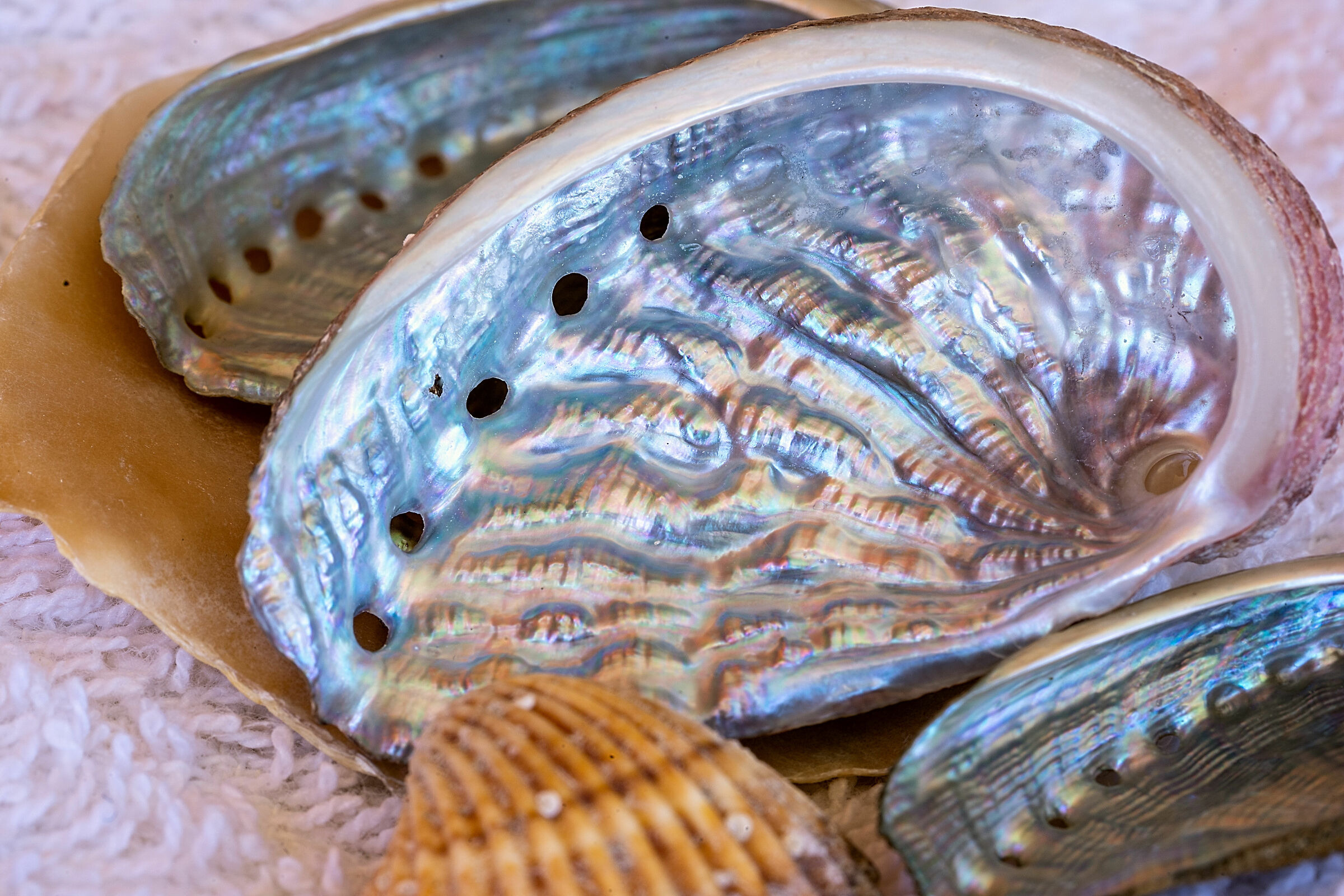 L'interno madreperlaceo della Haliotis tuberculata