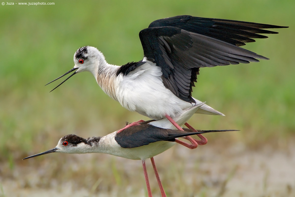 Himantopus himantopus (Cavaliere d'Italia), 002654