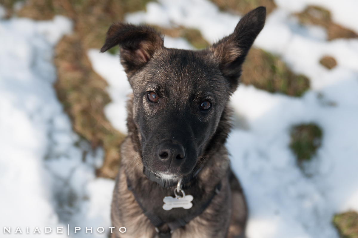 Rocky .. a little friend