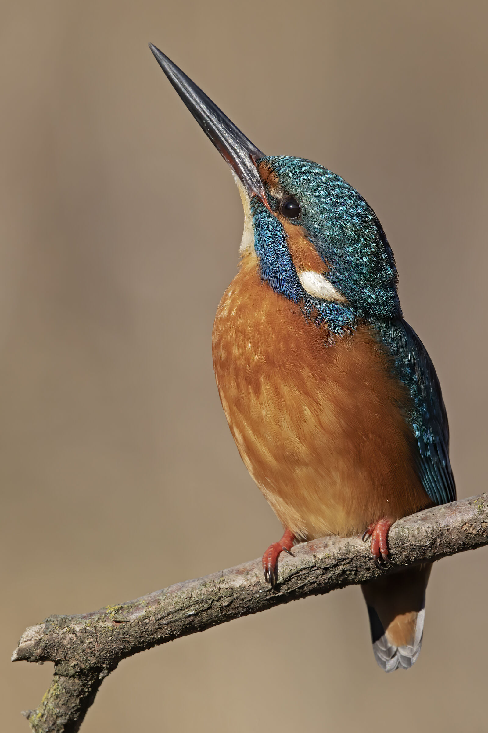 Lo sguardo del martino