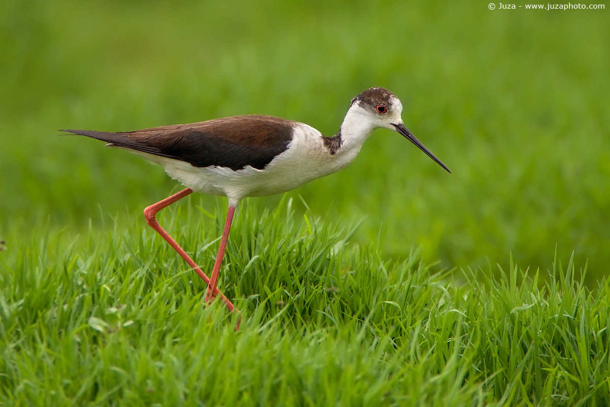 Himantopus himantopus (Cavaliere d'Italia), 002658