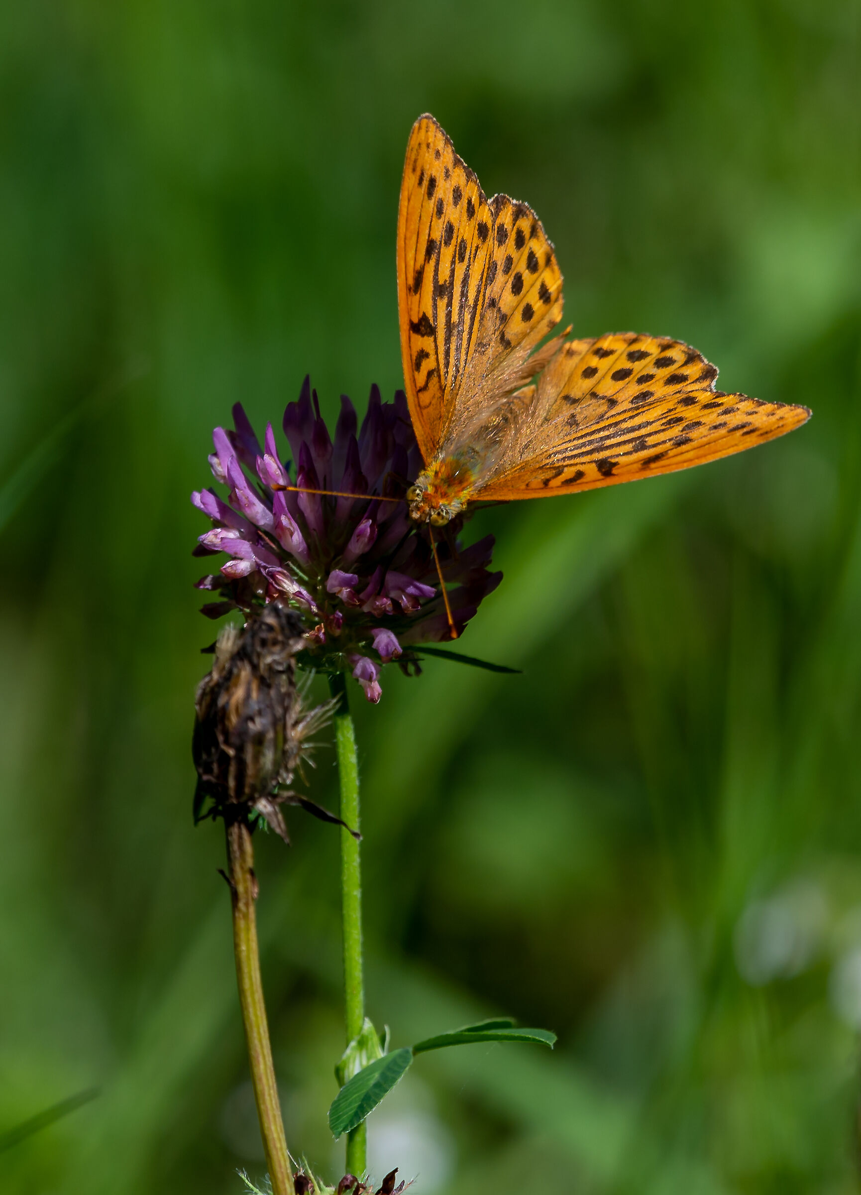 Val Lavizarra Ticino