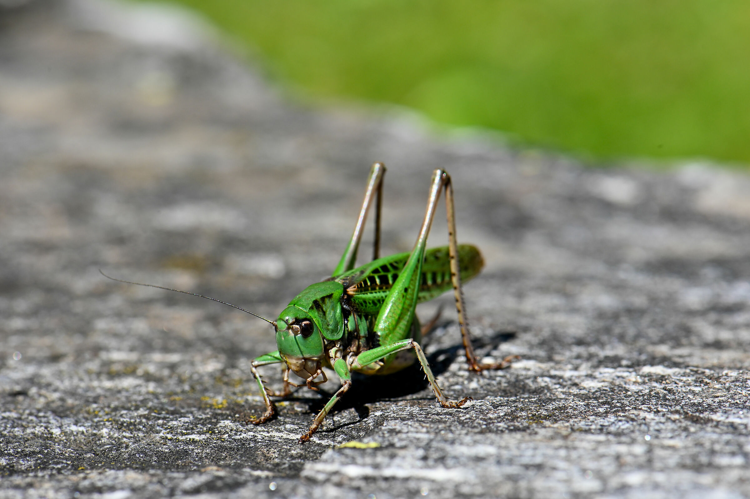 Val Lavizarra Ticino