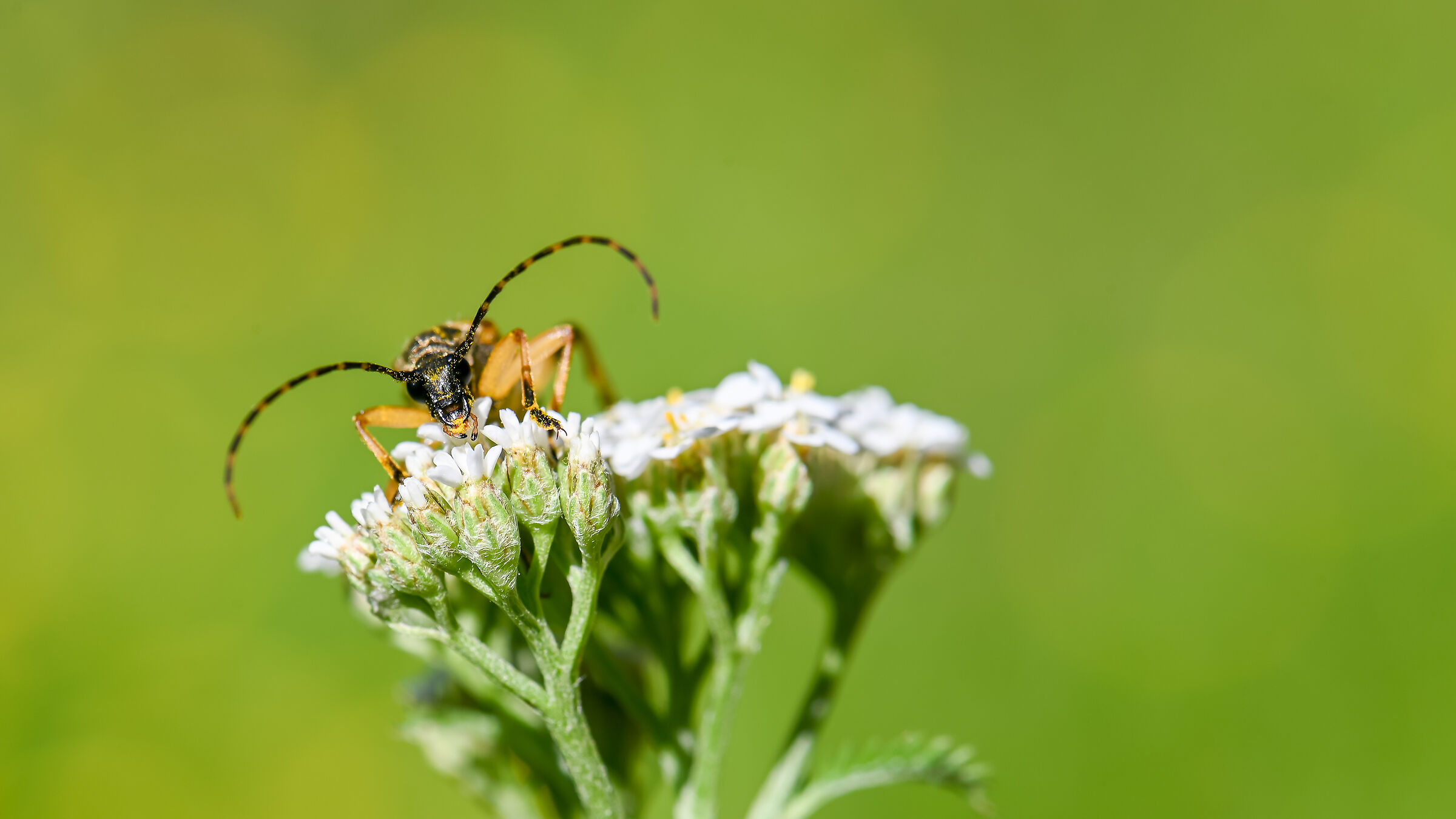 Val Lavizarra Ticino