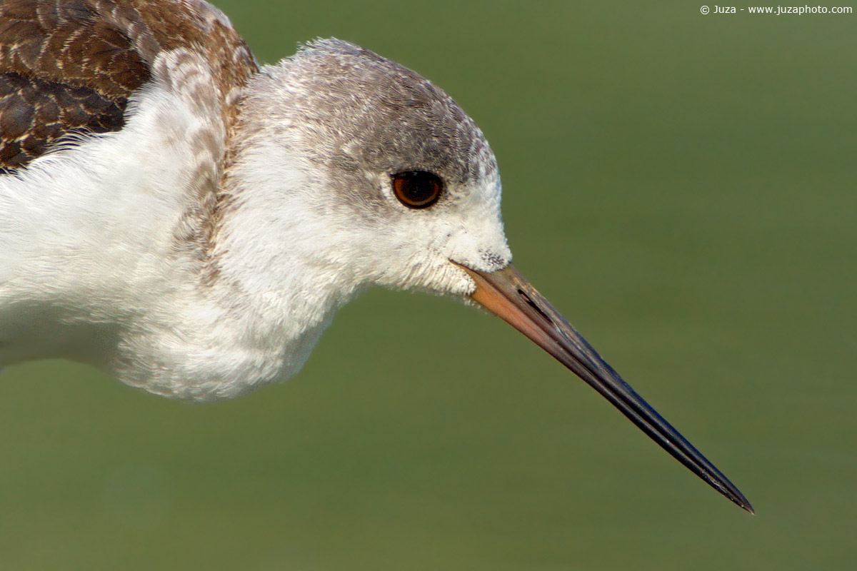 Himantopus himantopus (Cavaliere d'Italia), 003038
