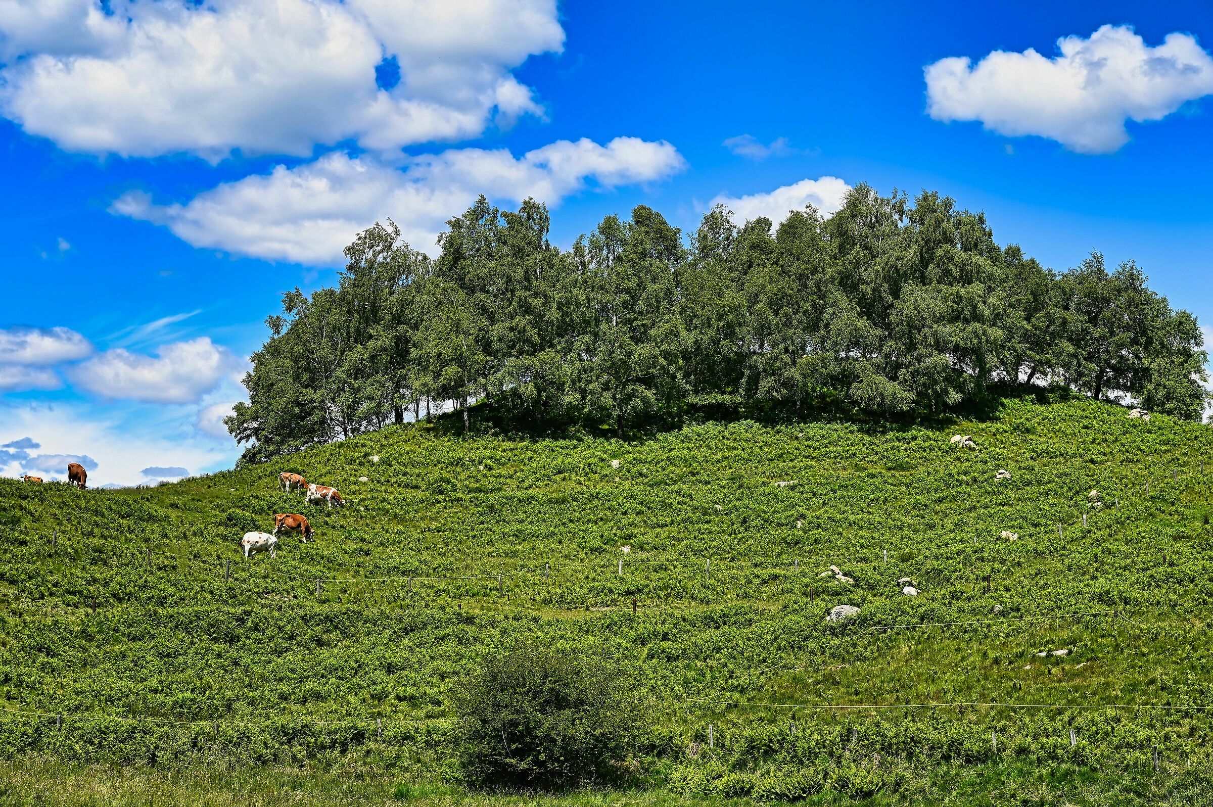 Gola di lago Capriasca