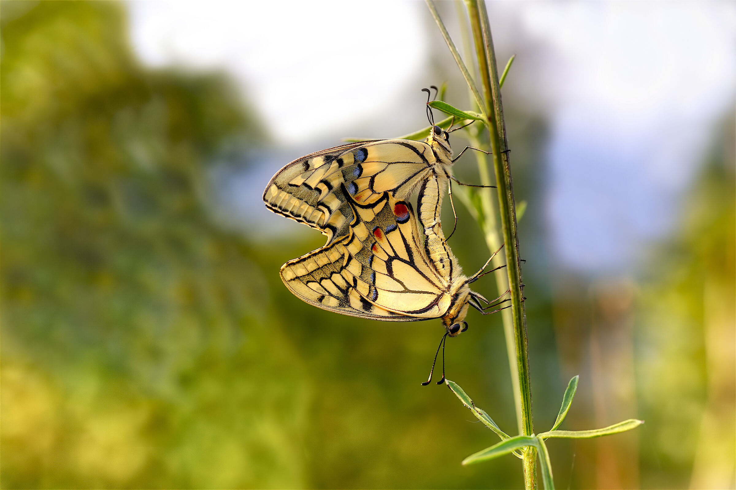 Per tutta la vita amore mio.