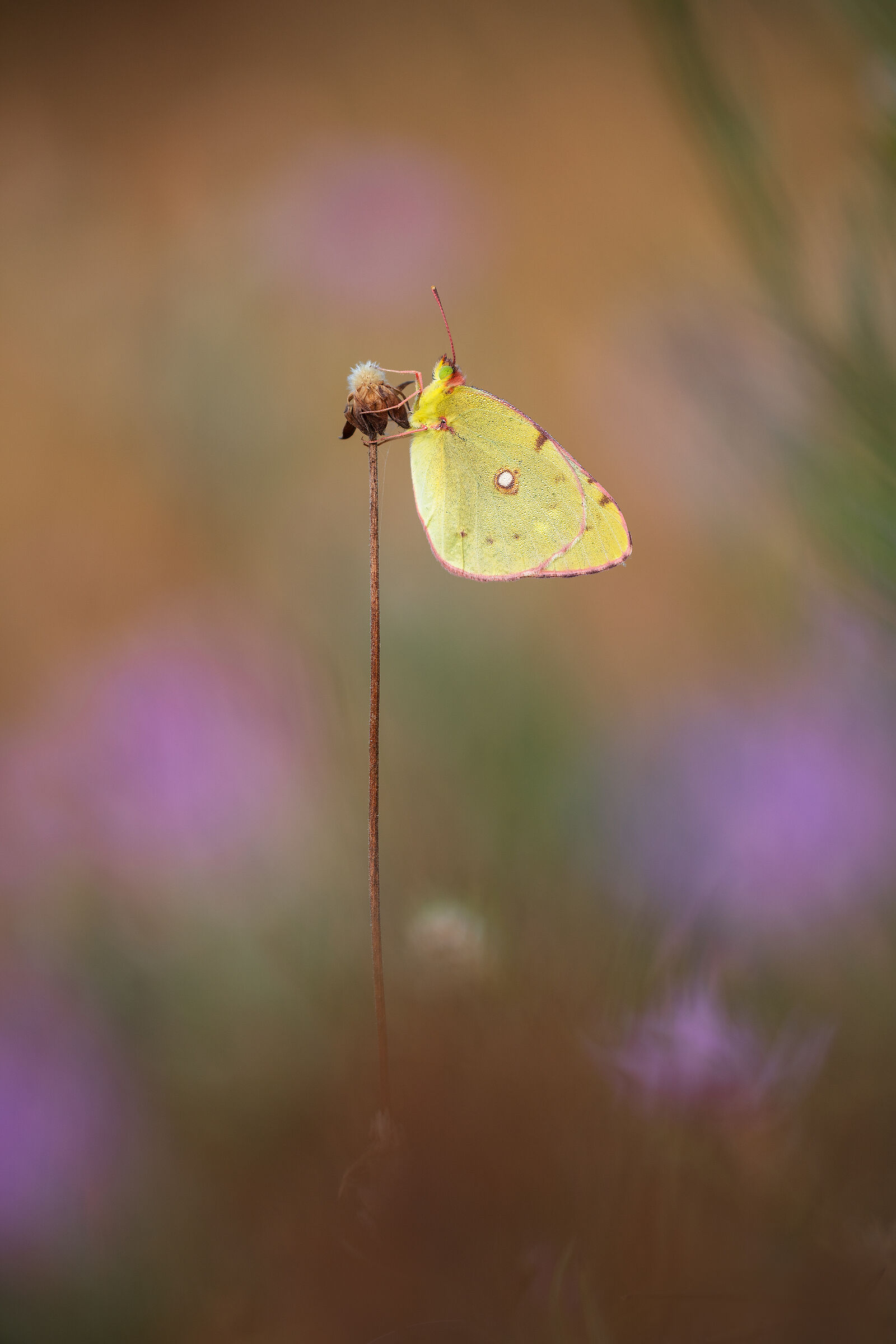 Colias crocea