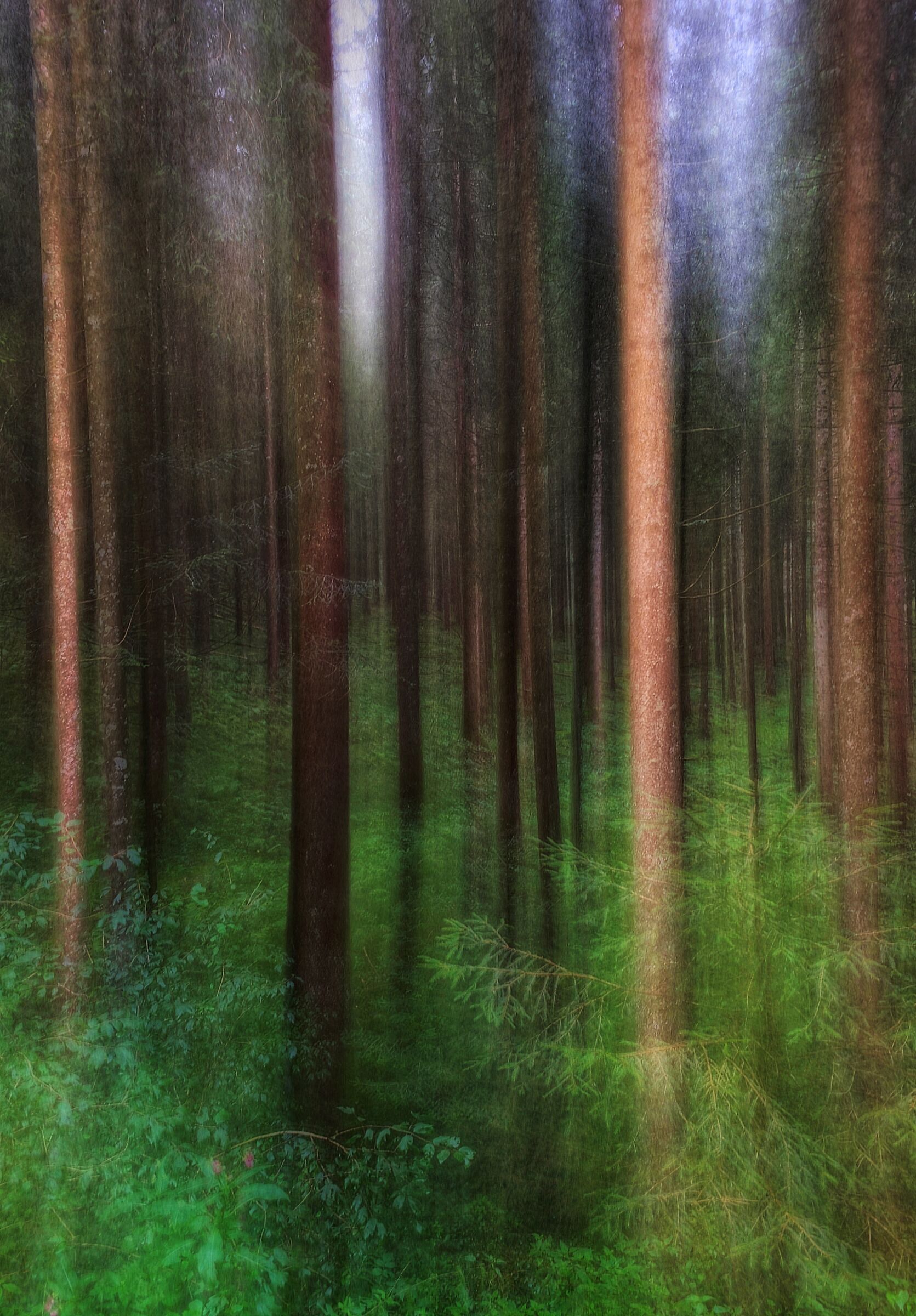 In the wood