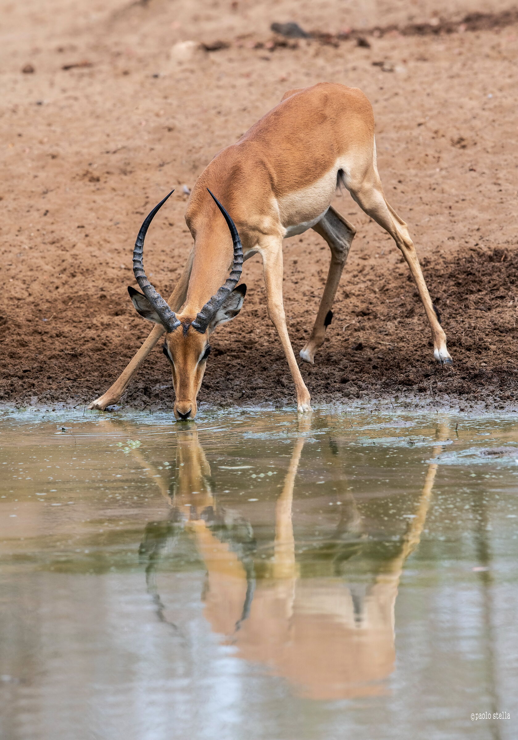 drinking impala