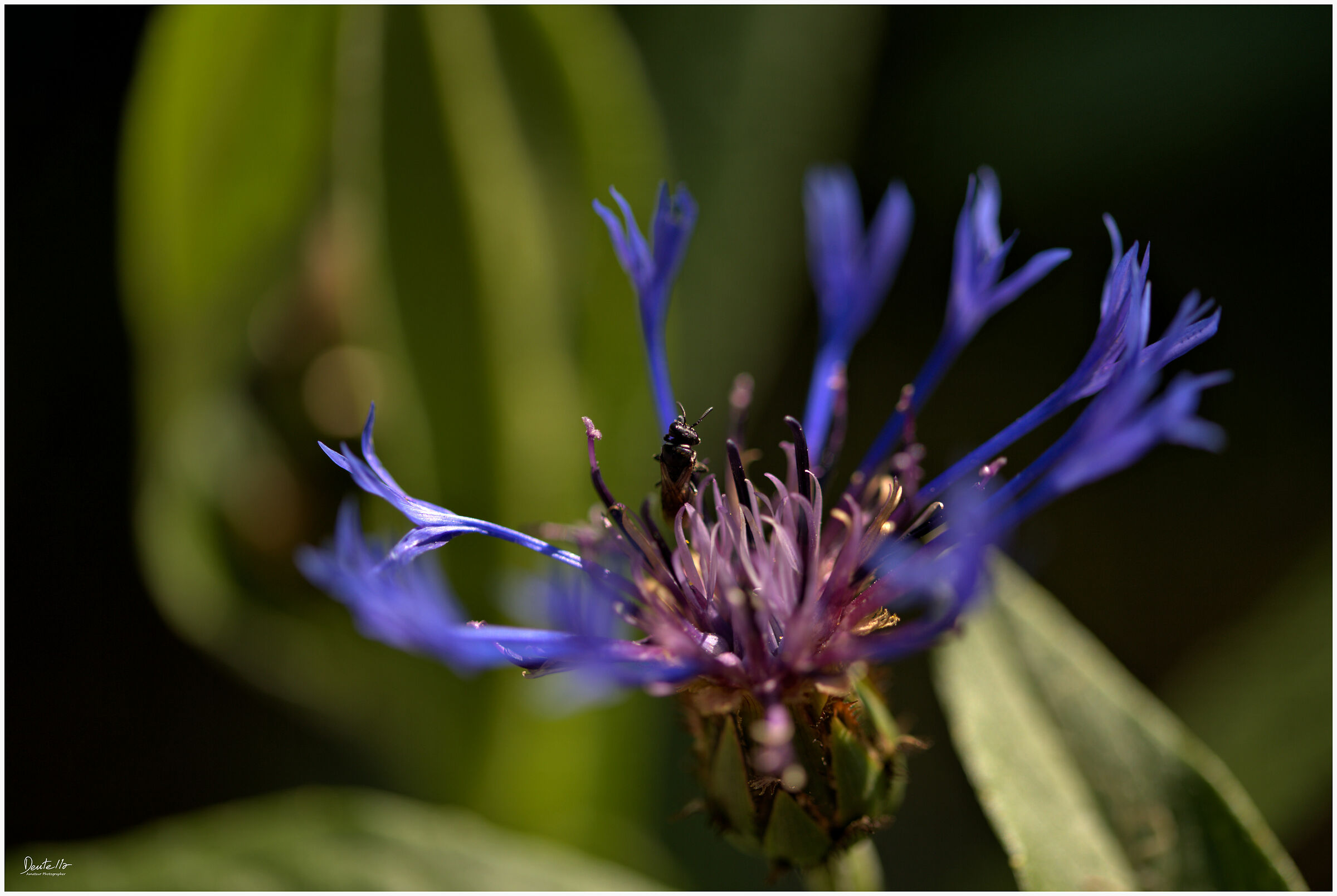 Mountain Centaurea