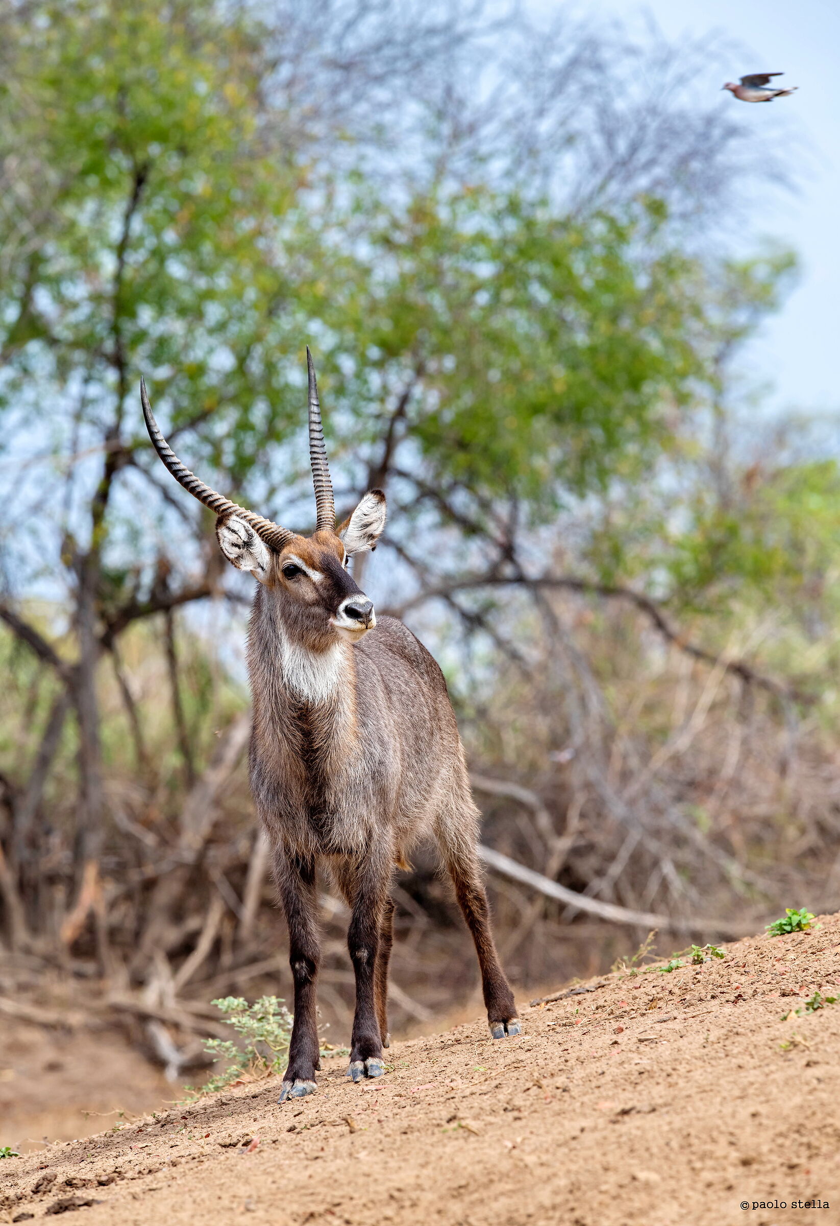 proud waterbuck