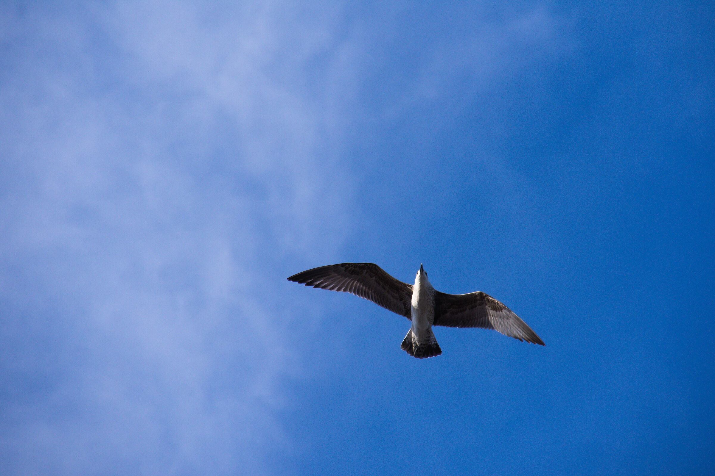 Ligurian Seagull
