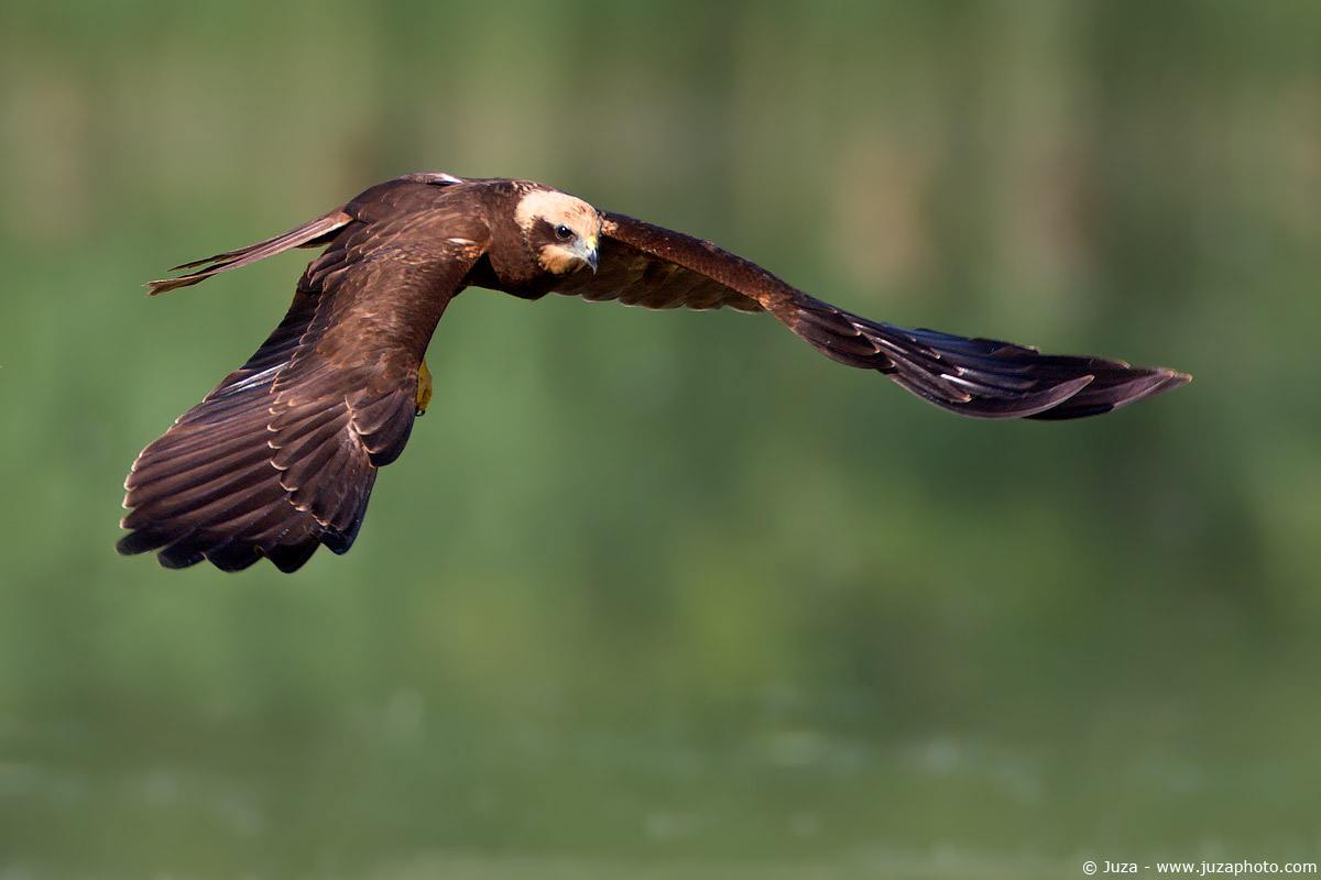 Circus aeruginosus (Falco di palude), 006014