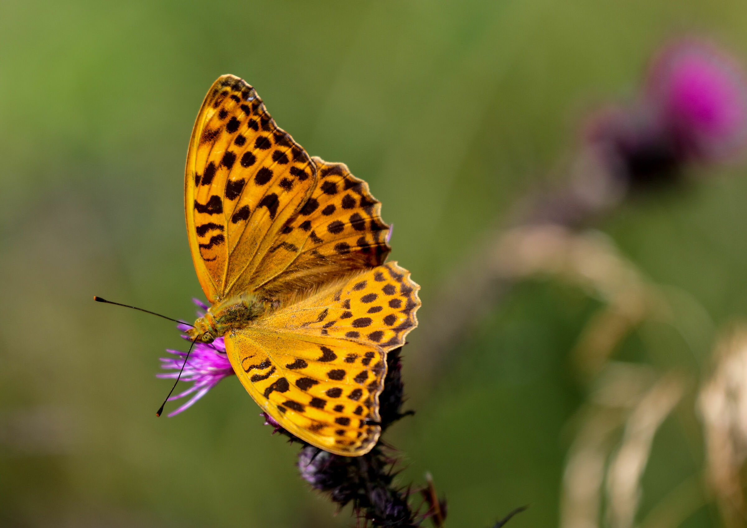 Paphia argynnis