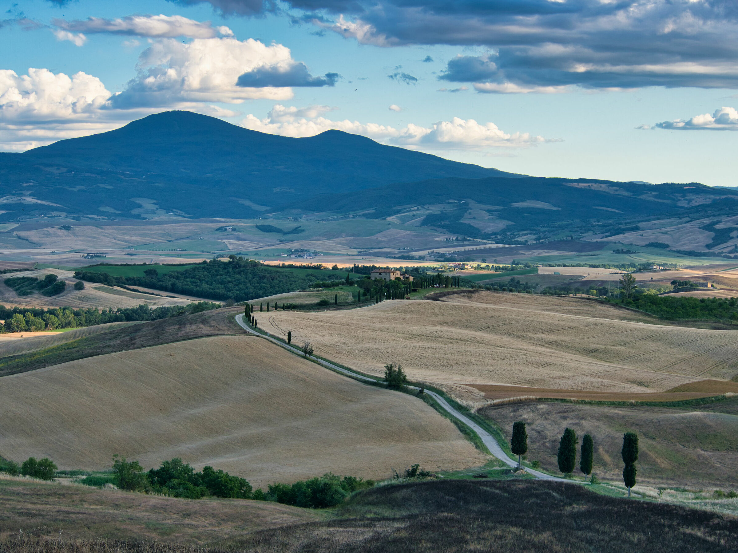 Cipressi del gladiatore - Val d'Orcia