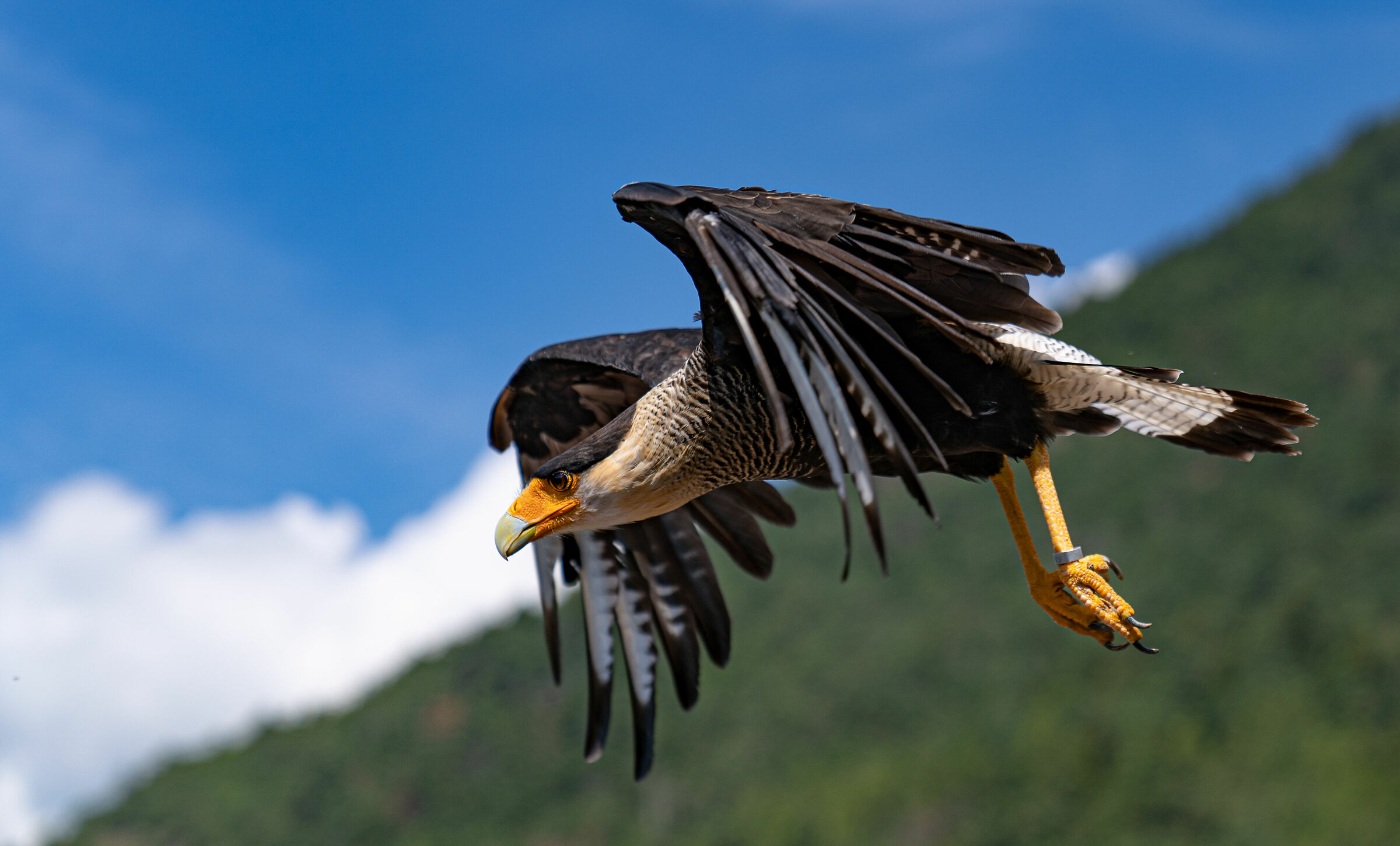 Caracara Crestato - Castel Tirolo (bz)