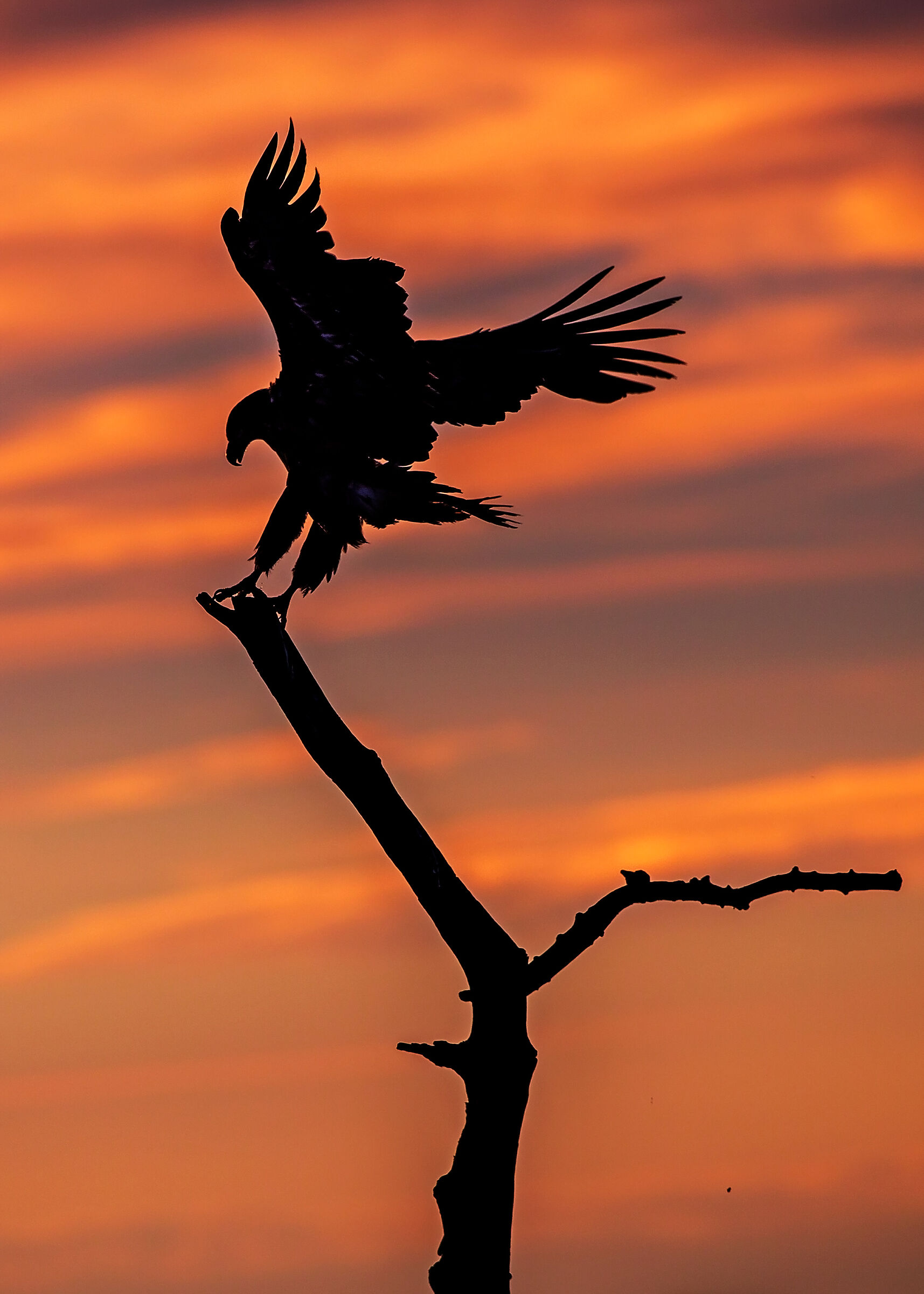 Eagle at sunset