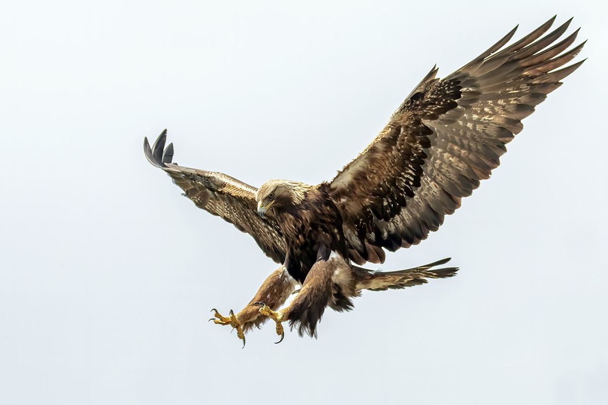 Aquila reale -Alpi Italiane-