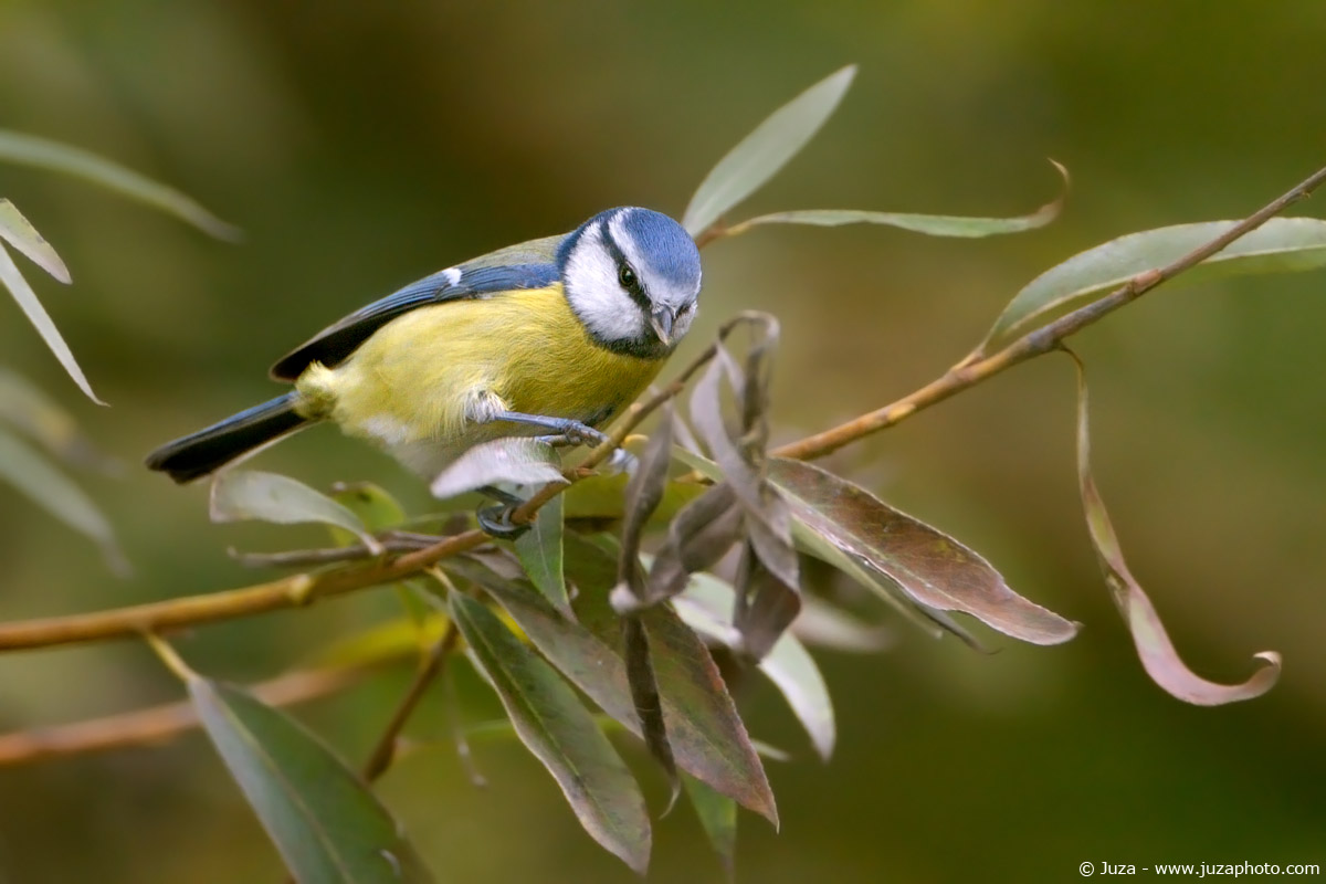Parus caeruleus (Cinciarella), 004011