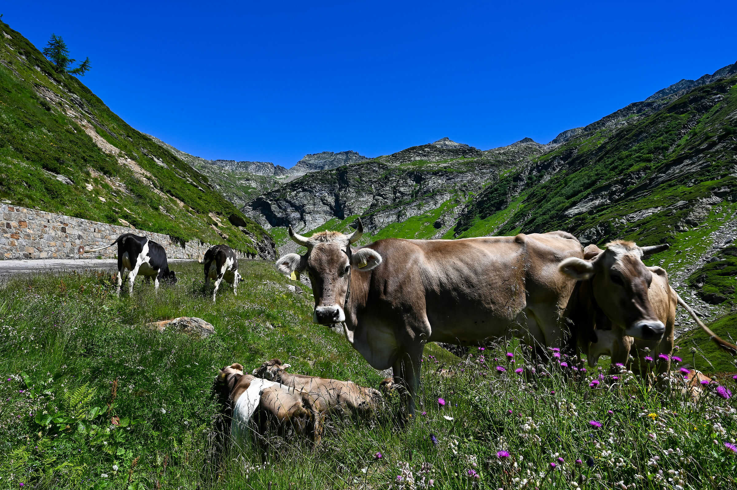 Val Bavona Robiei Svizzera