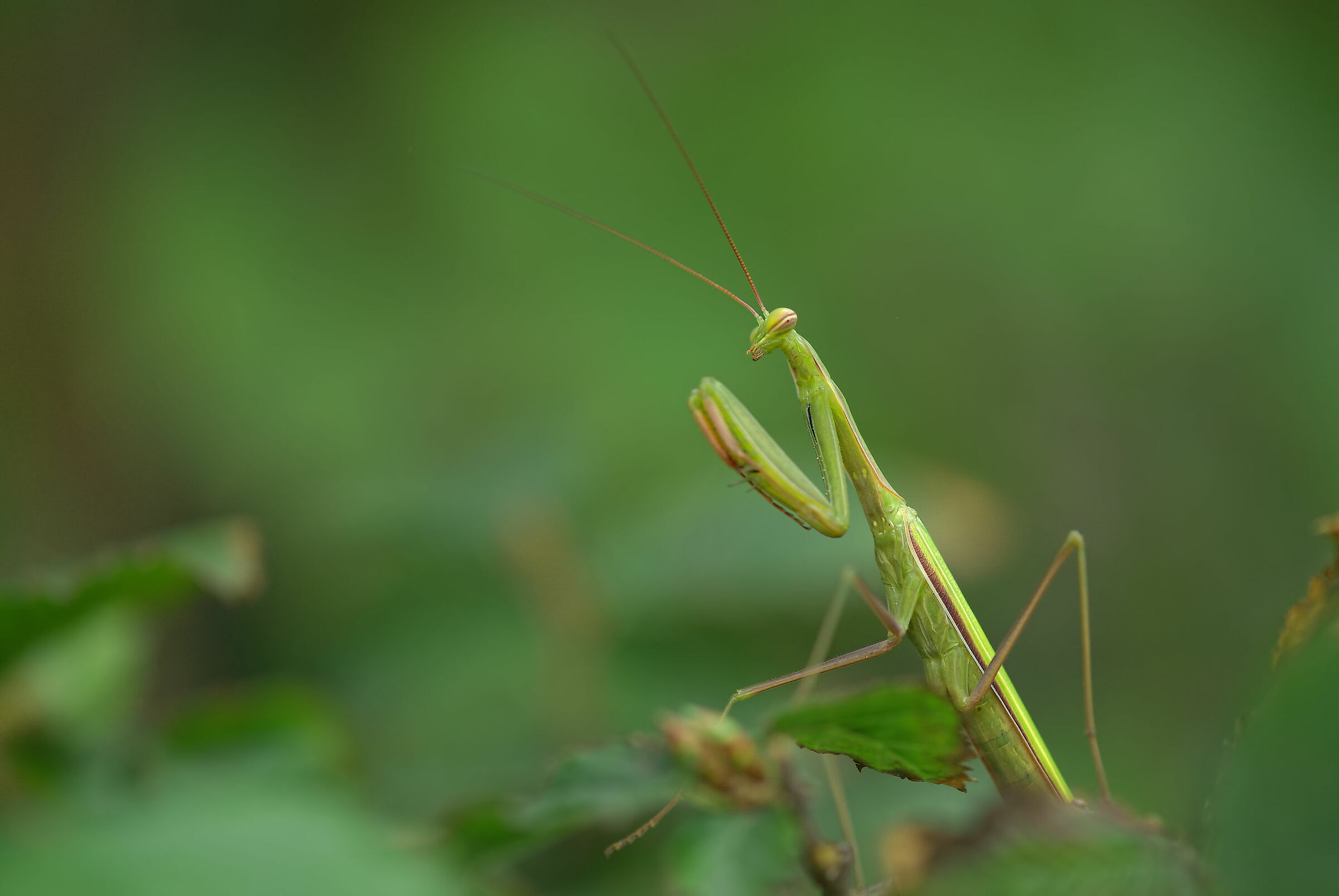 Religious mantis