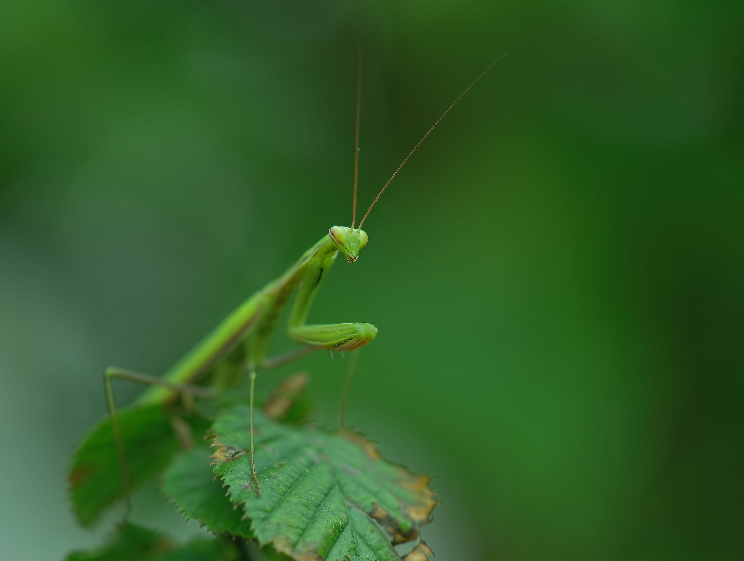 Religious mantis