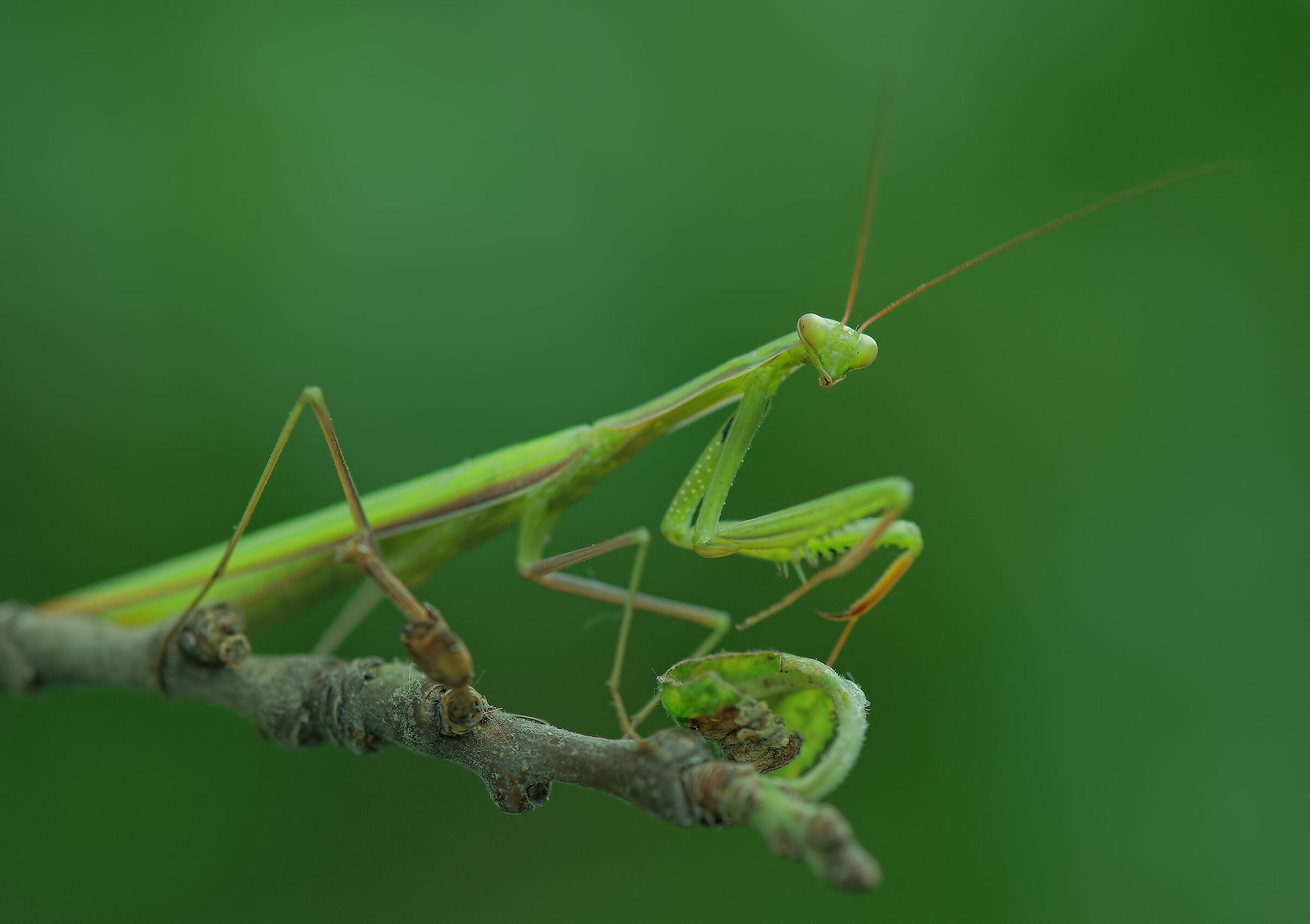 Religious mantis